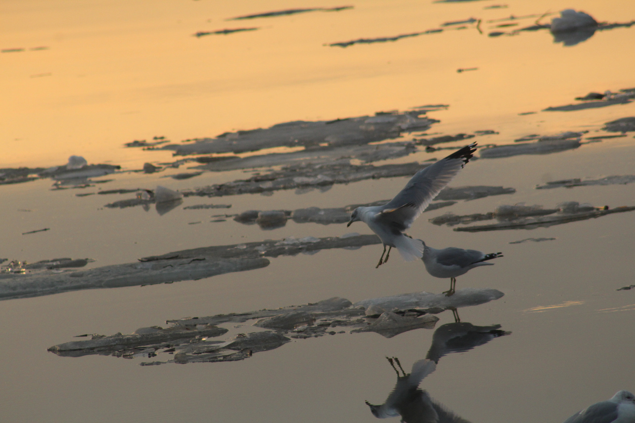 Canon EOS 1300D (EOS Rebel T6 / EOS Kiss X80) + EF75-300mm f/4-5.6 sample photo. Seagulls landing on ice on river photography