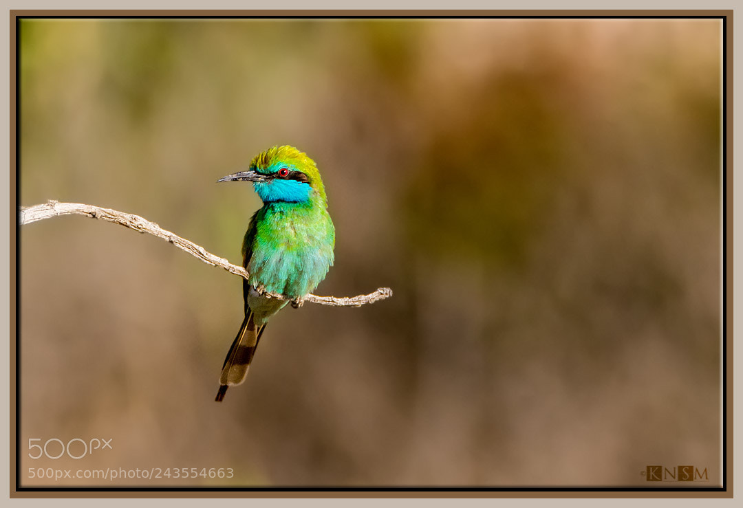 Nikon D7100 sample photo. Green bee-eater photography