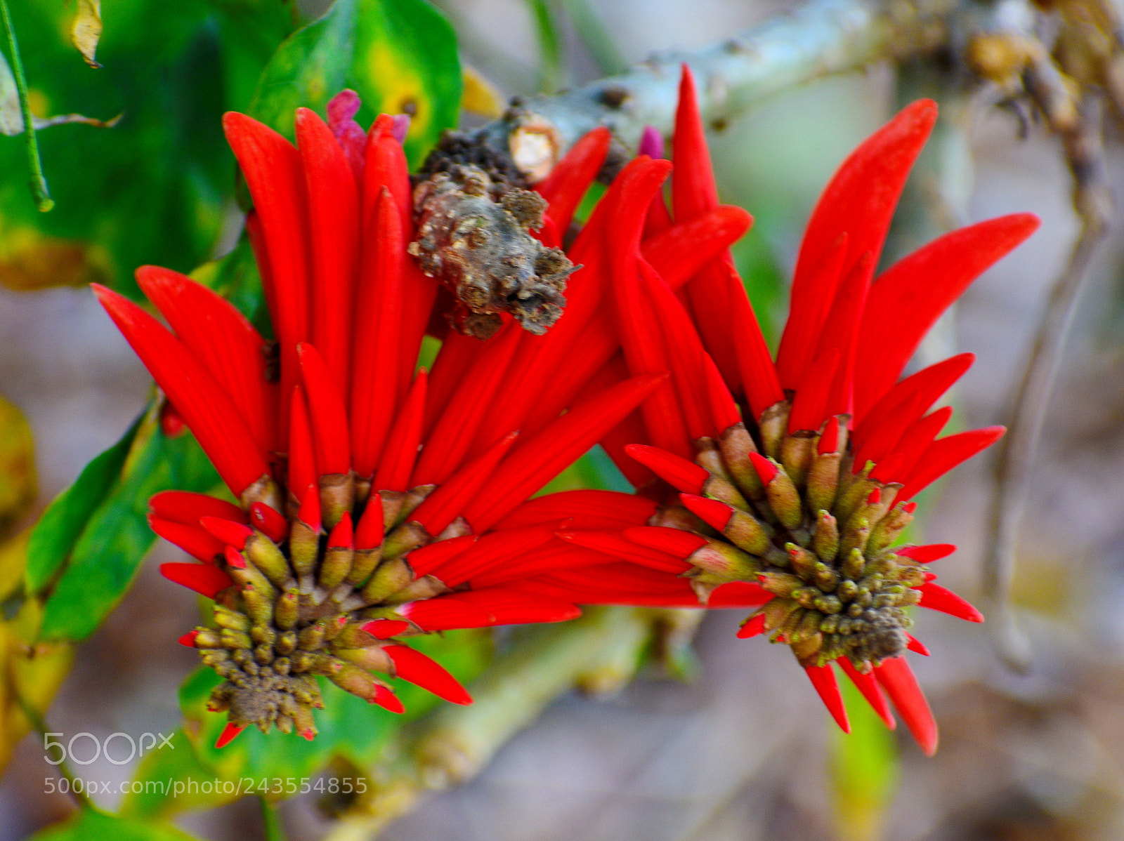 Nikon D7200 sample photo. Two red pinecomb flowers photography