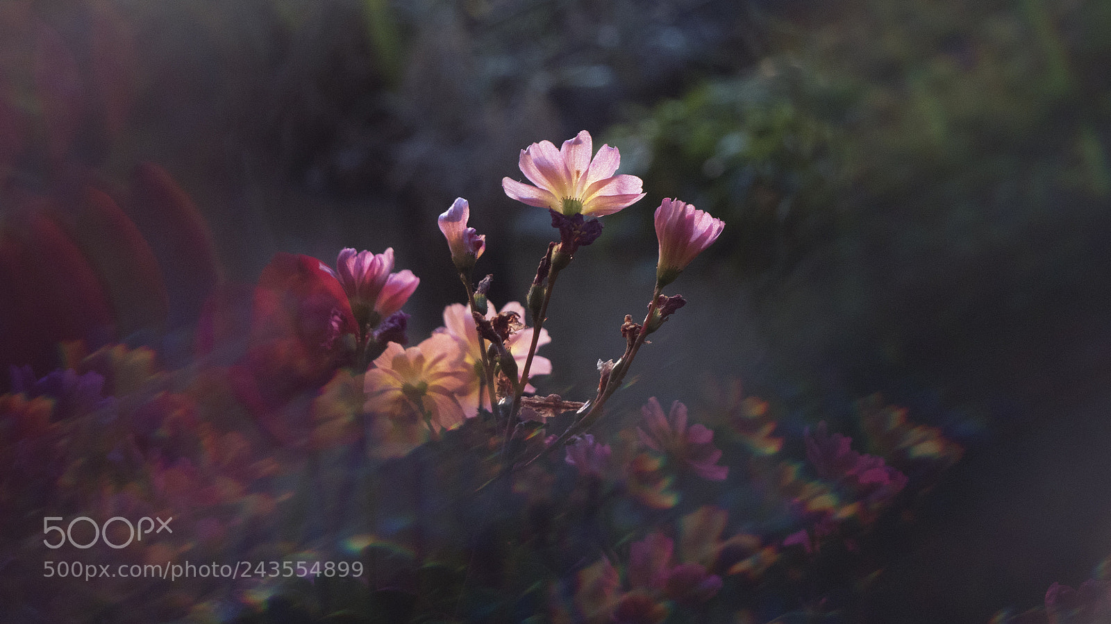 Panasonic Lumix DMC-GH4 sample photo. Magic flowers photography