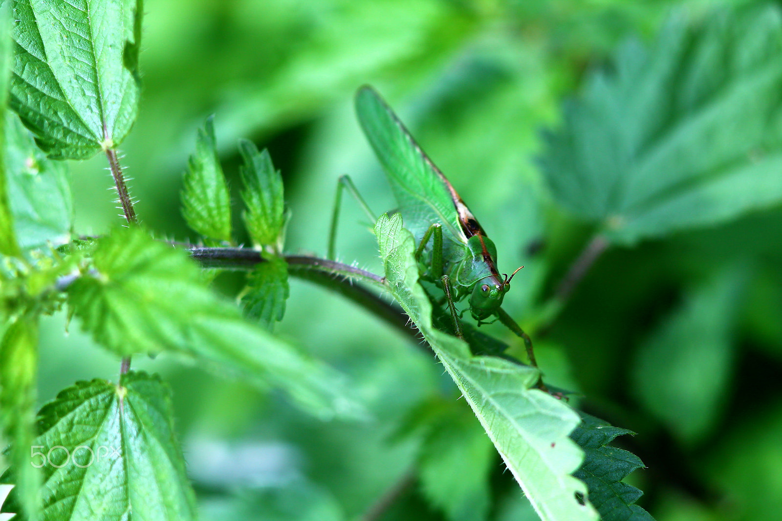 Canon EOS 1100D (EOS Rebel T3 / EOS Kiss X50) + Canon EF 35-80mm f/4-5.6 sample photo. Big green grasshopper on a stinging nettle. photography