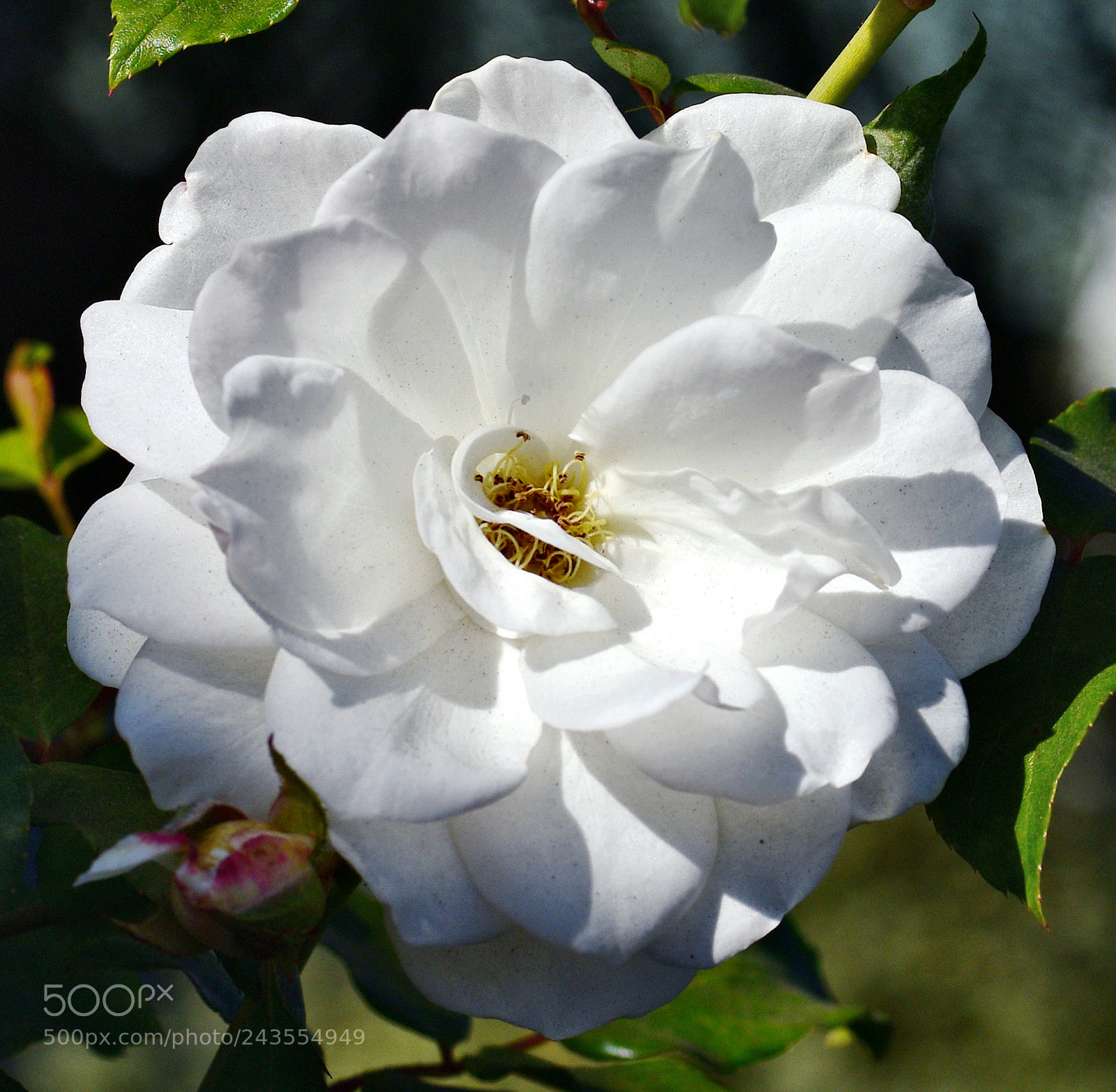 Nikon D7200 sample photo. White carnation flower photography