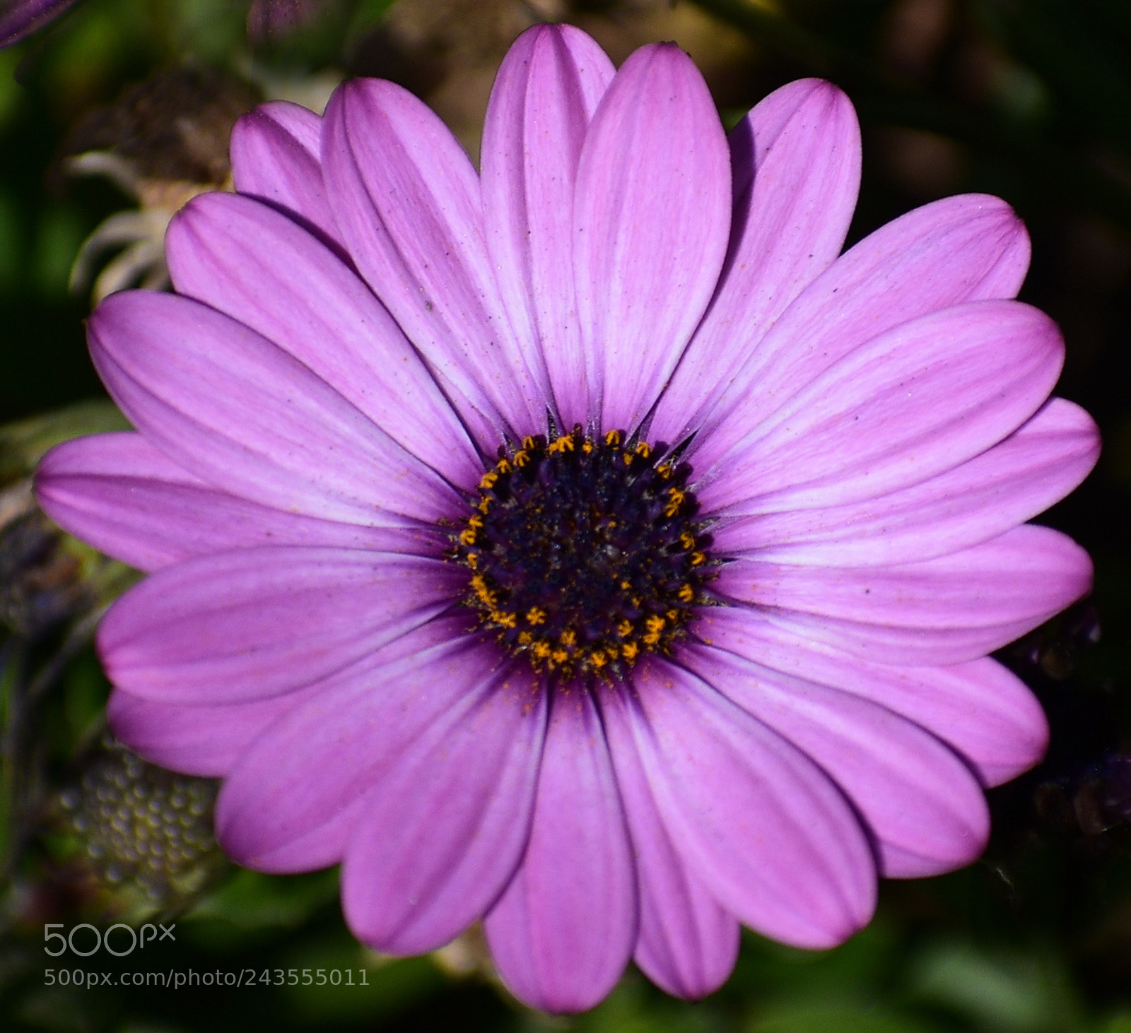 Nikon D7200 sample photo. Purple daisy flower photography