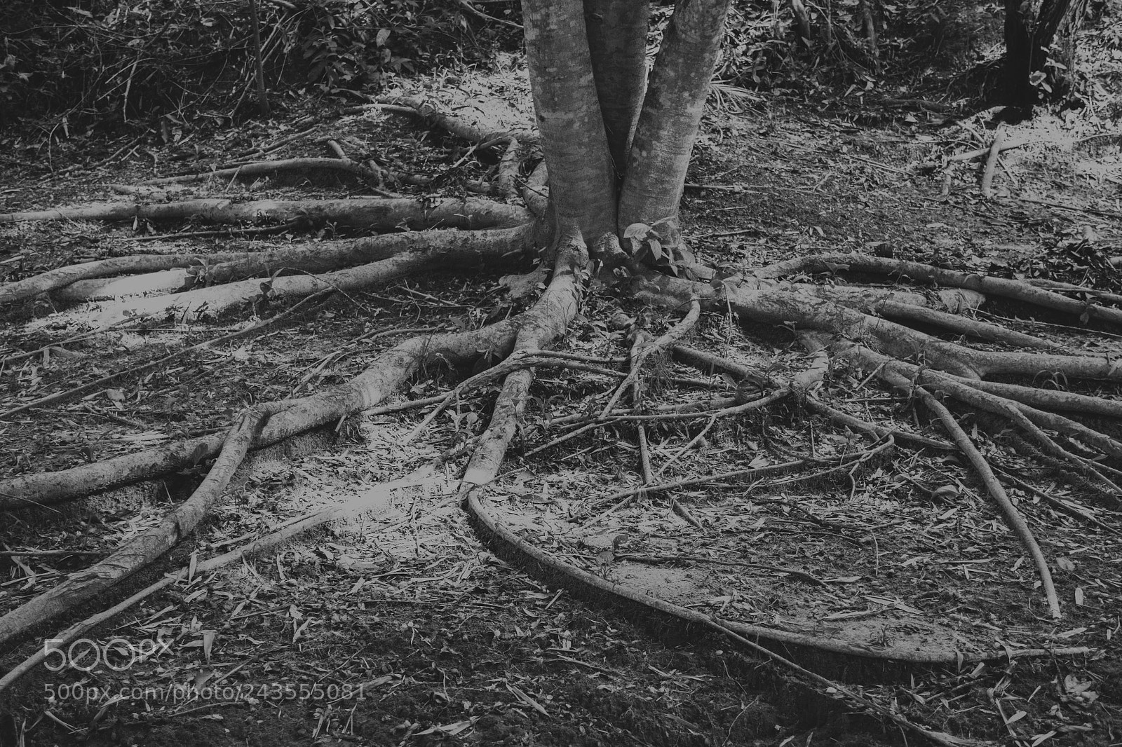 Canon EOS 60D sample photo. Roots photography