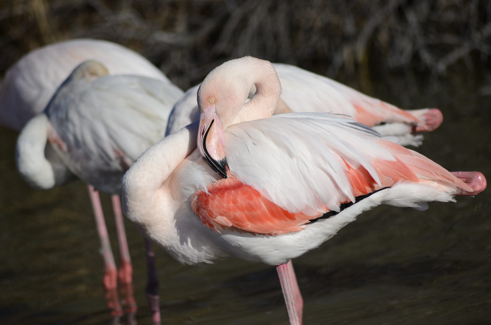 Nikon D5100 + Sigma 70-300mm F4-5.6 APO DG Macro sample photo. Sieste au soleil hivernal photography