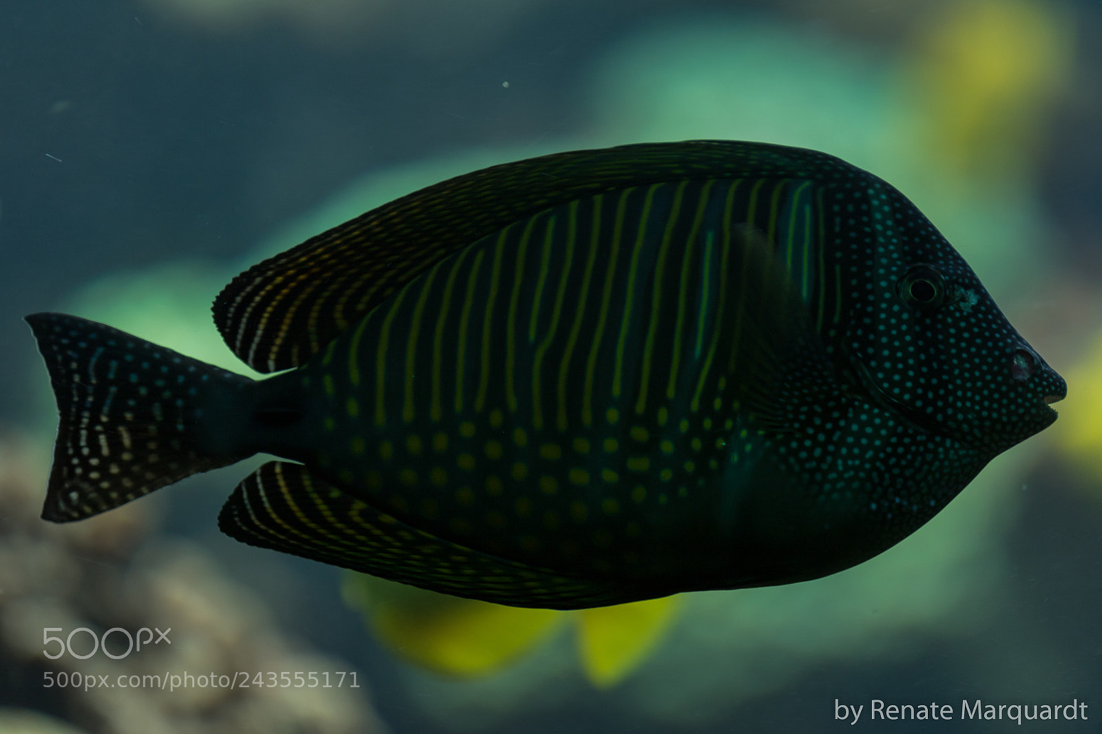 Canon EOS 7D Mark II sample photo. Indischer segelflossen-doktorfisch (zebrasoma desjardinii) photography