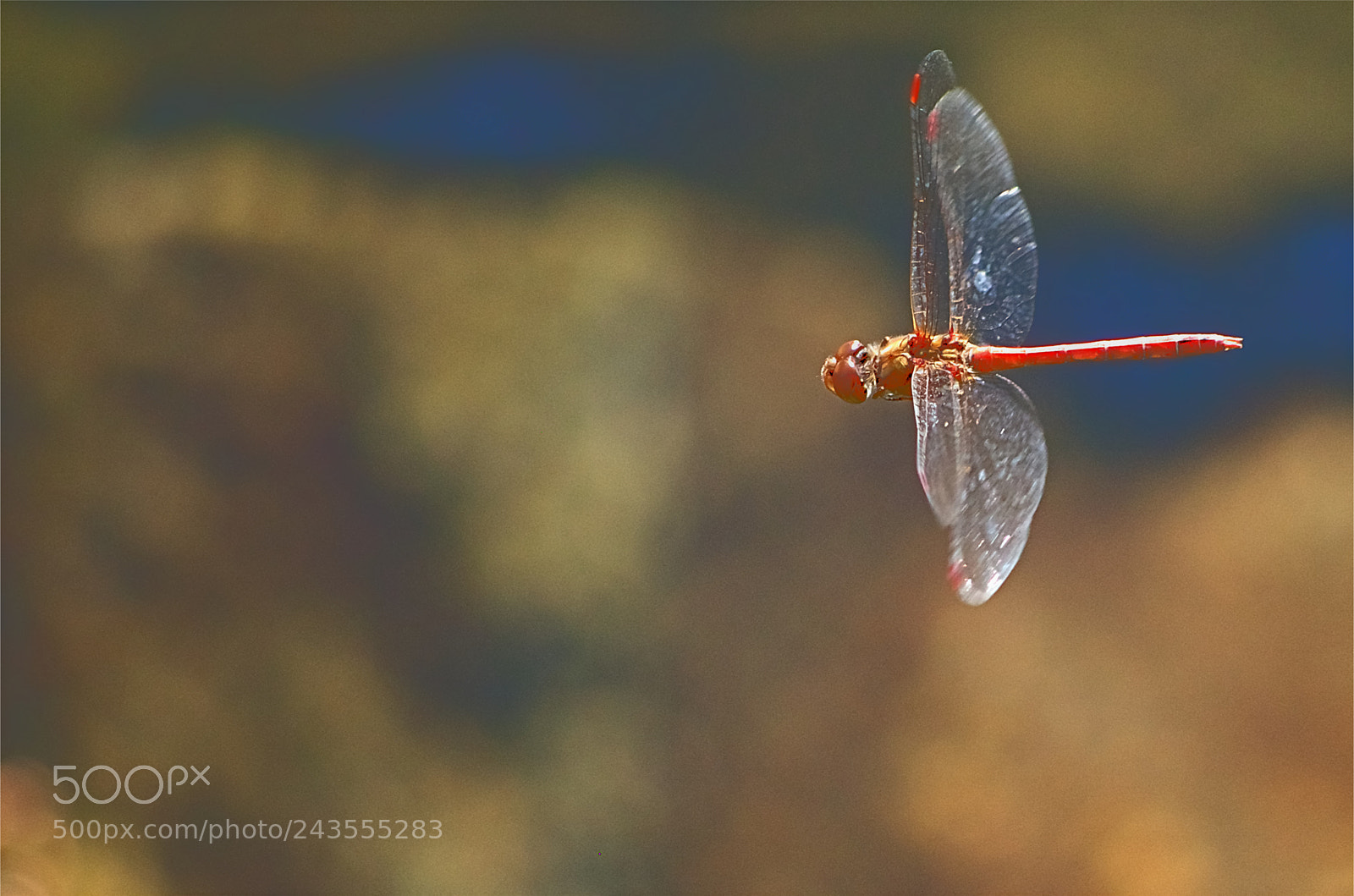 Pentax K-30 sample photo. Red dragonfly photography