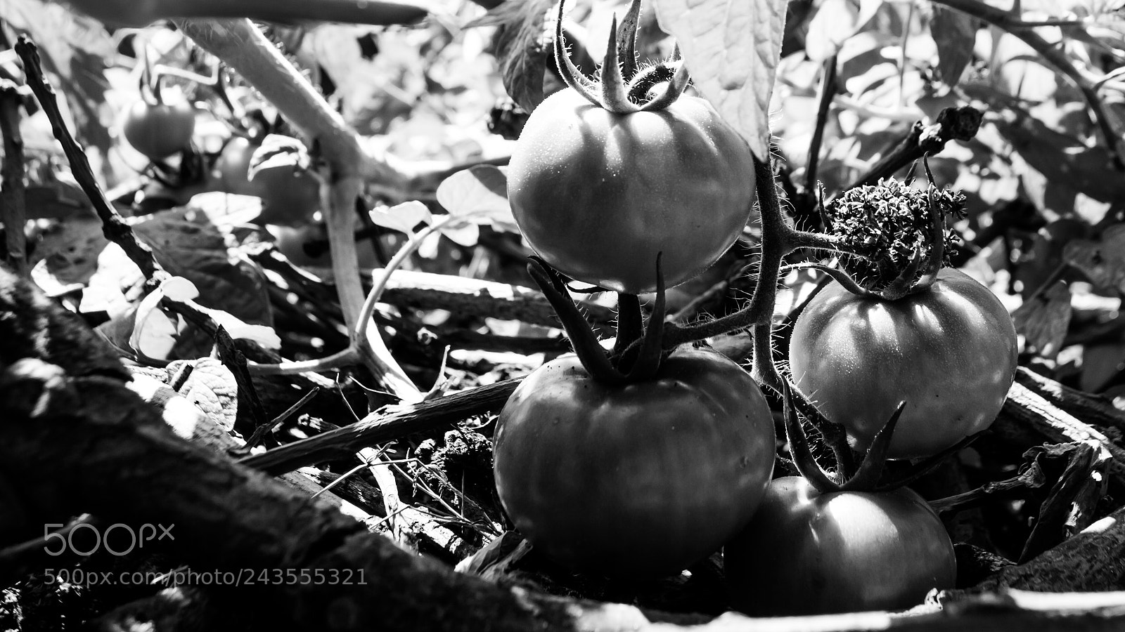 Nikon D3200 sample photo. Tomates photography