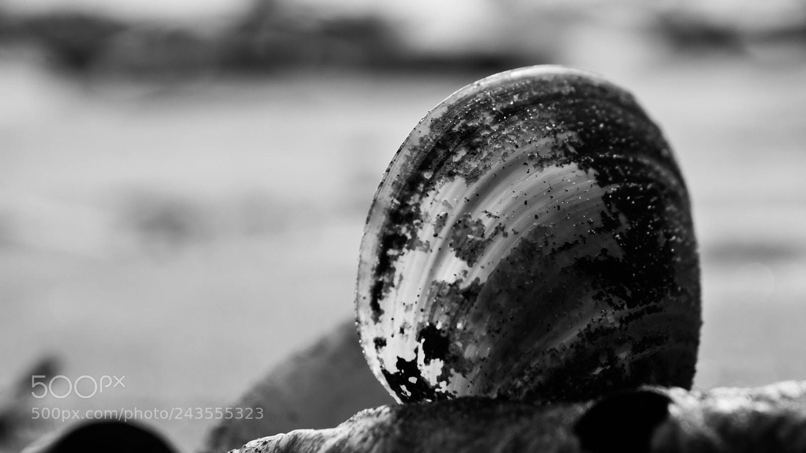Nikon D3200 sample photo. Ostras photography