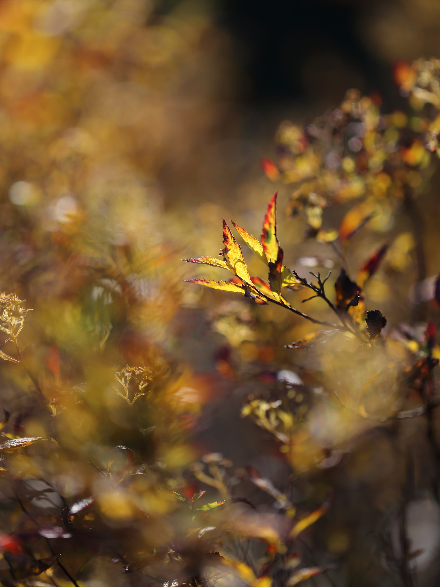 Canon EF 100mm F2.8L Macro IS USM sample photo. Colors photography