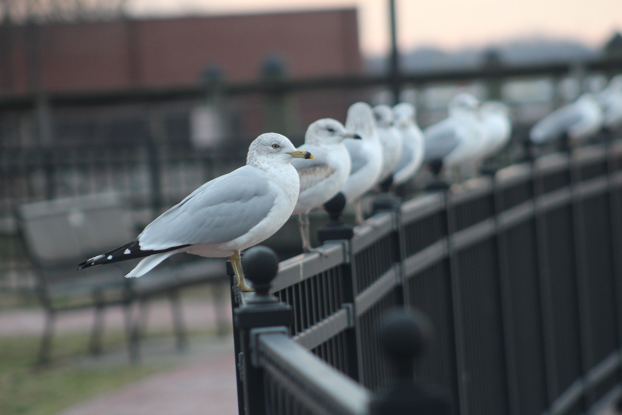 Canon EOS 1300D (EOS Rebel T6 / EOS Kiss X80) + EF75-300mm f/4-5.6 sample photo. Seagull photography