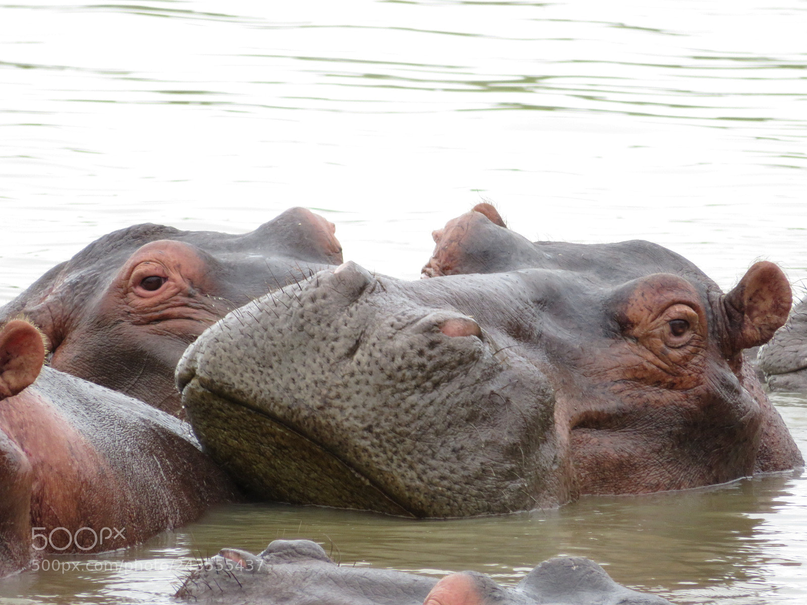 Canon PowerShot SX730 HS sample photo. Hippo photography