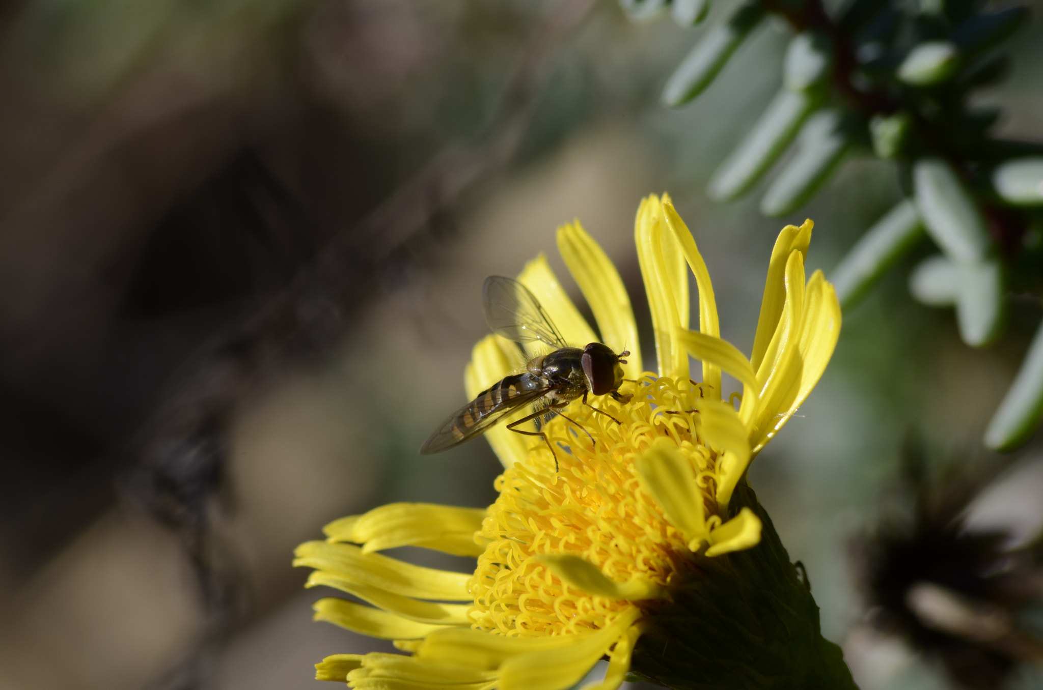 Nikon D5100 + Sigma 70-300mm F4-5.6 APO DG Macro sample photo. Butinage d'hiver photography