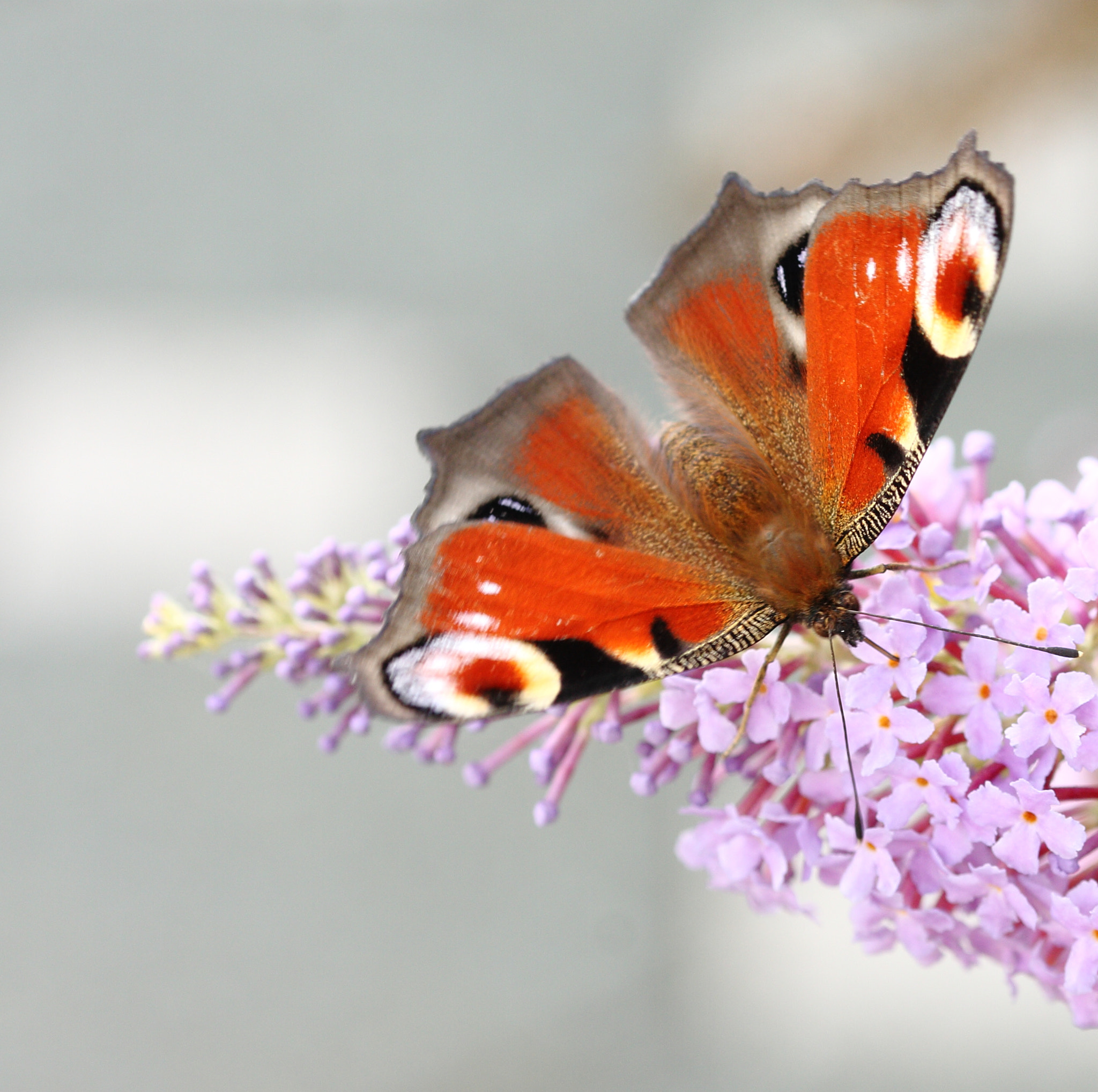 Canon EOS 40D + Sigma 105mm F2.8 EX DG OS HSM sample photo. +++ photography