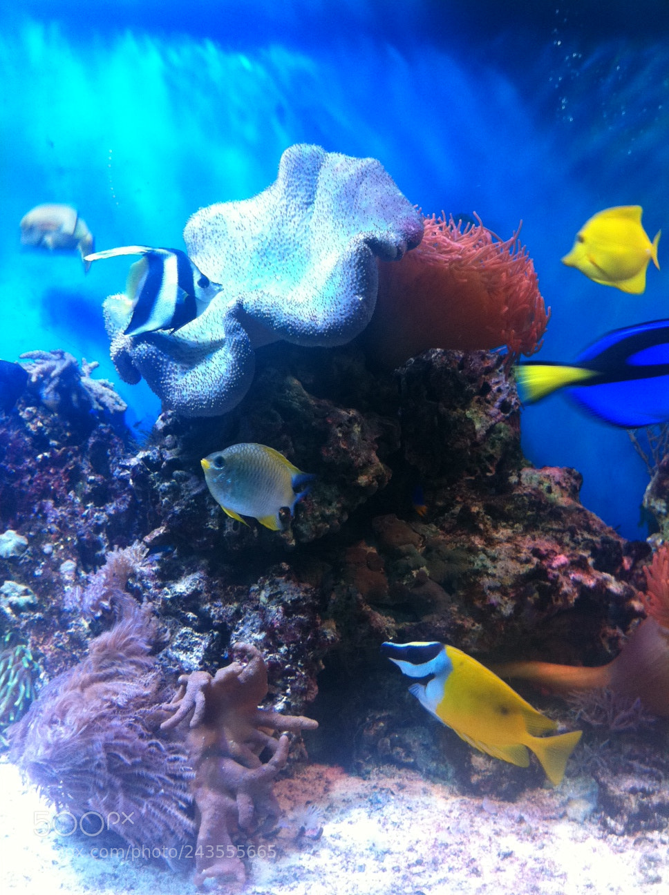 Apple iPhone 4 sample photo. Underwater photography