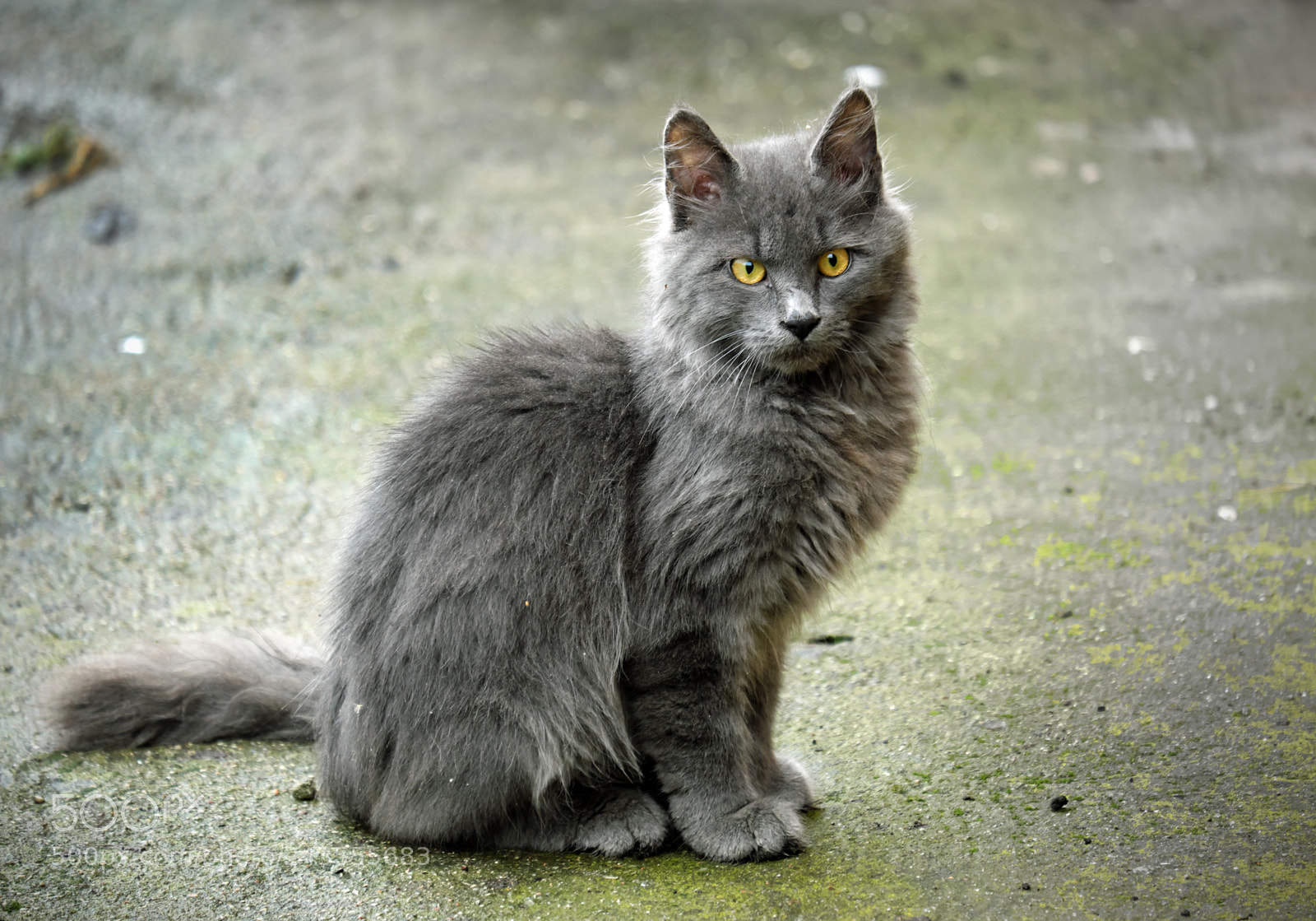 Fujifilm X-T20 sample photo. Cat with smoky hair photography