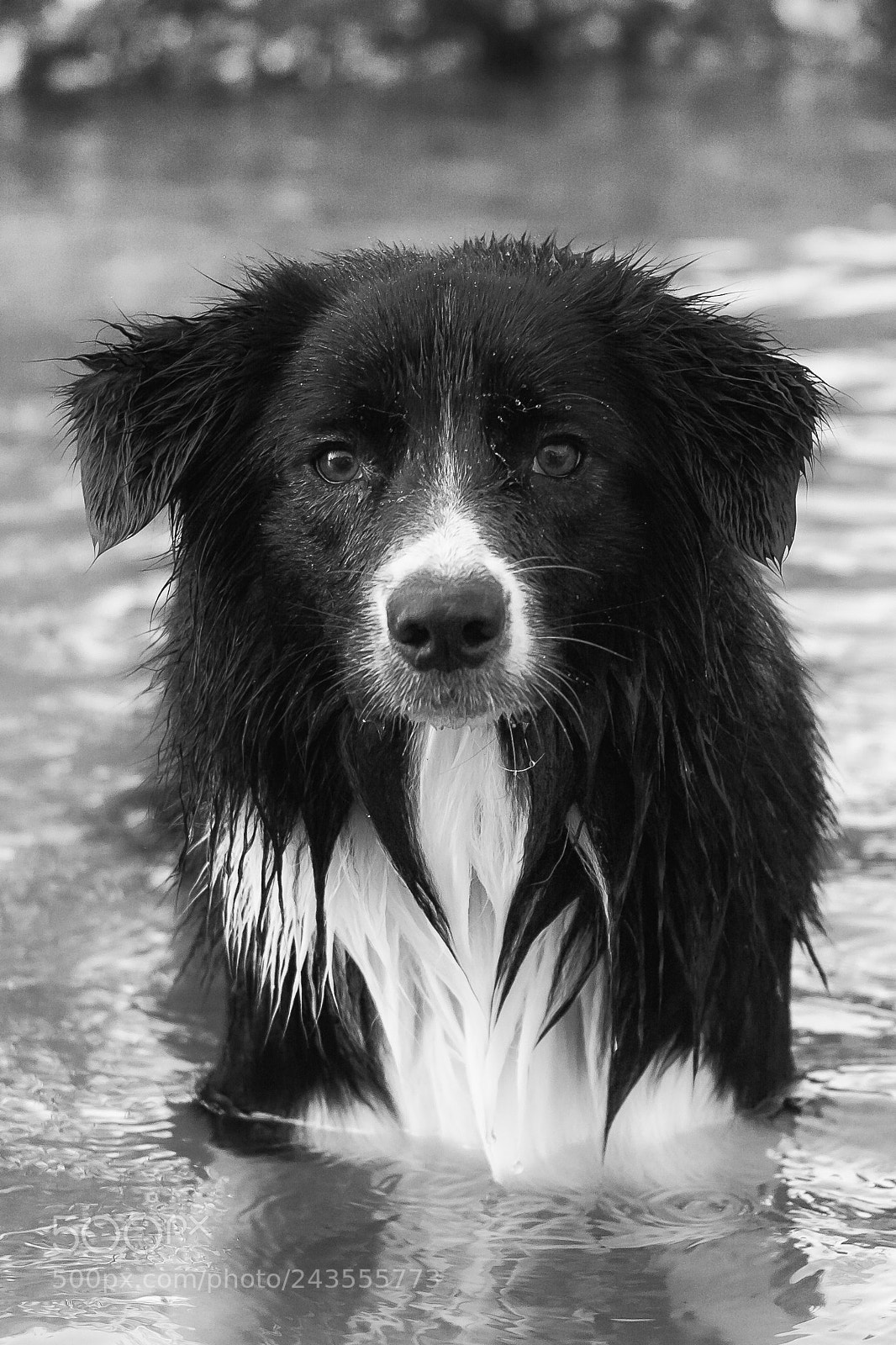 Canon EOS 550D (EOS Rebel T2i / EOS Kiss X4) sample photo. Ekko black and white photography