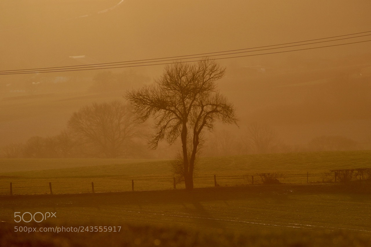 Canon EOS 7D Mark II sample photo. Tree in the sunset photography