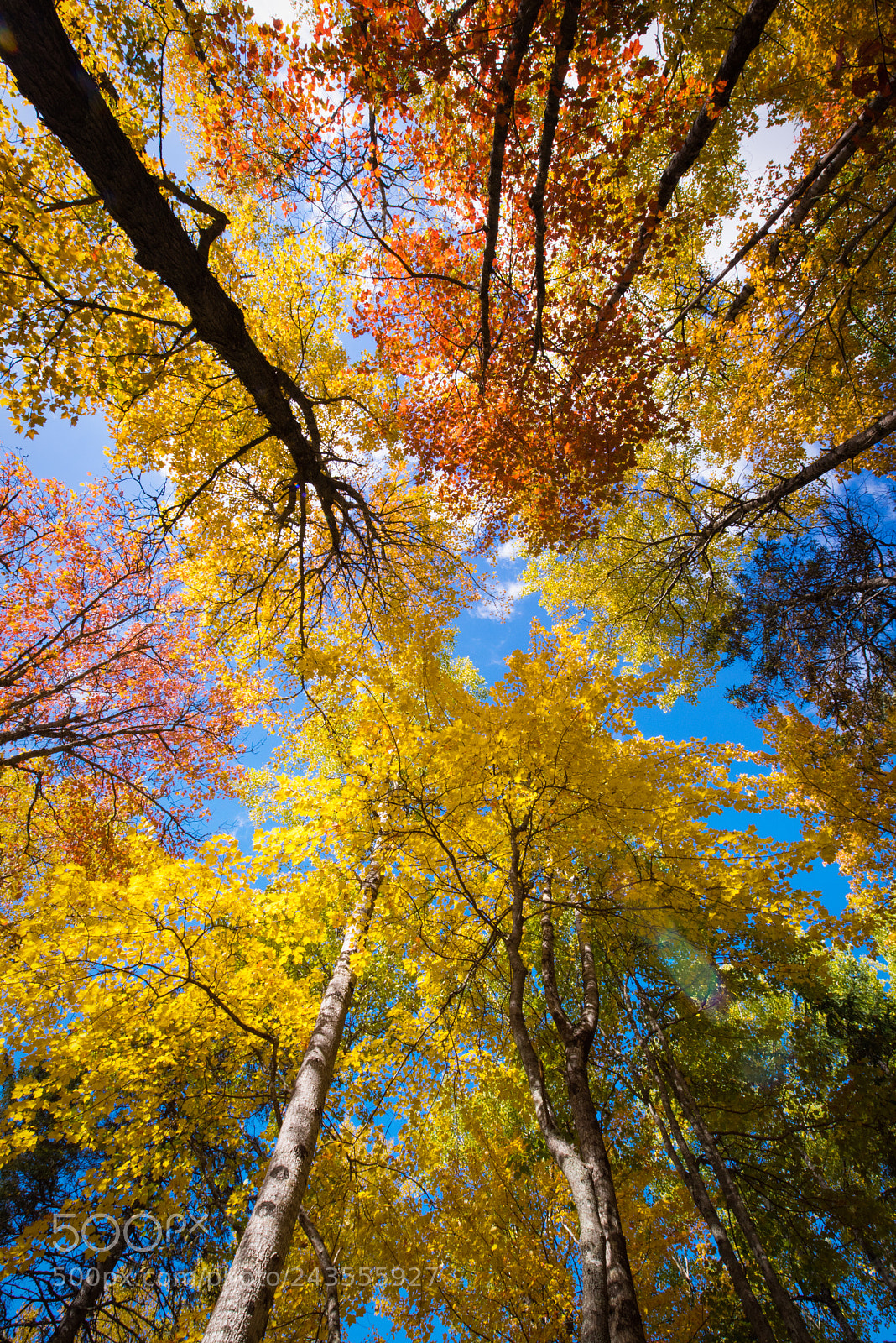 Nikon D810 sample photo. Forest cathedral photography