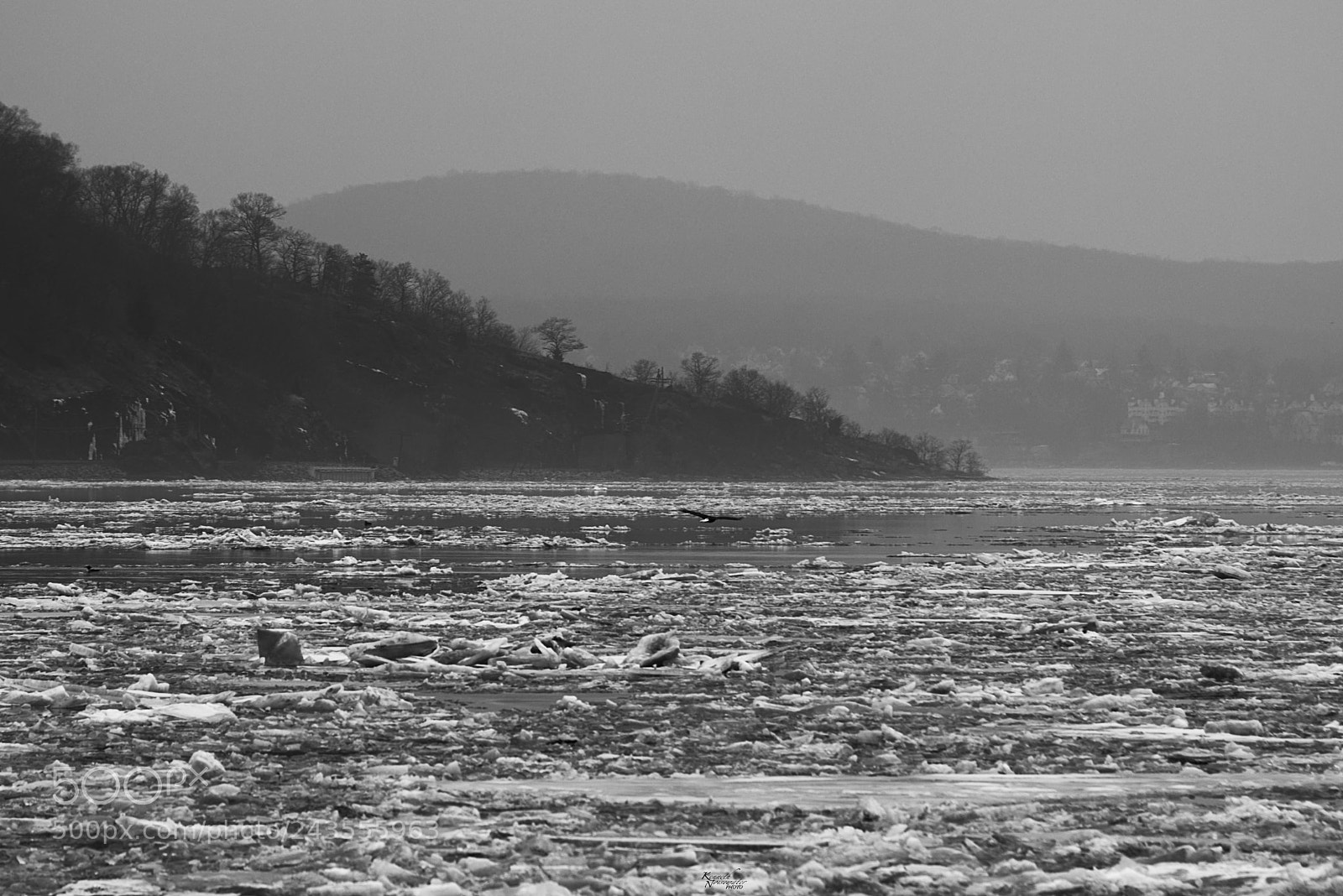 Canon EOS M5 sample photo. Bald eagle landing on photography