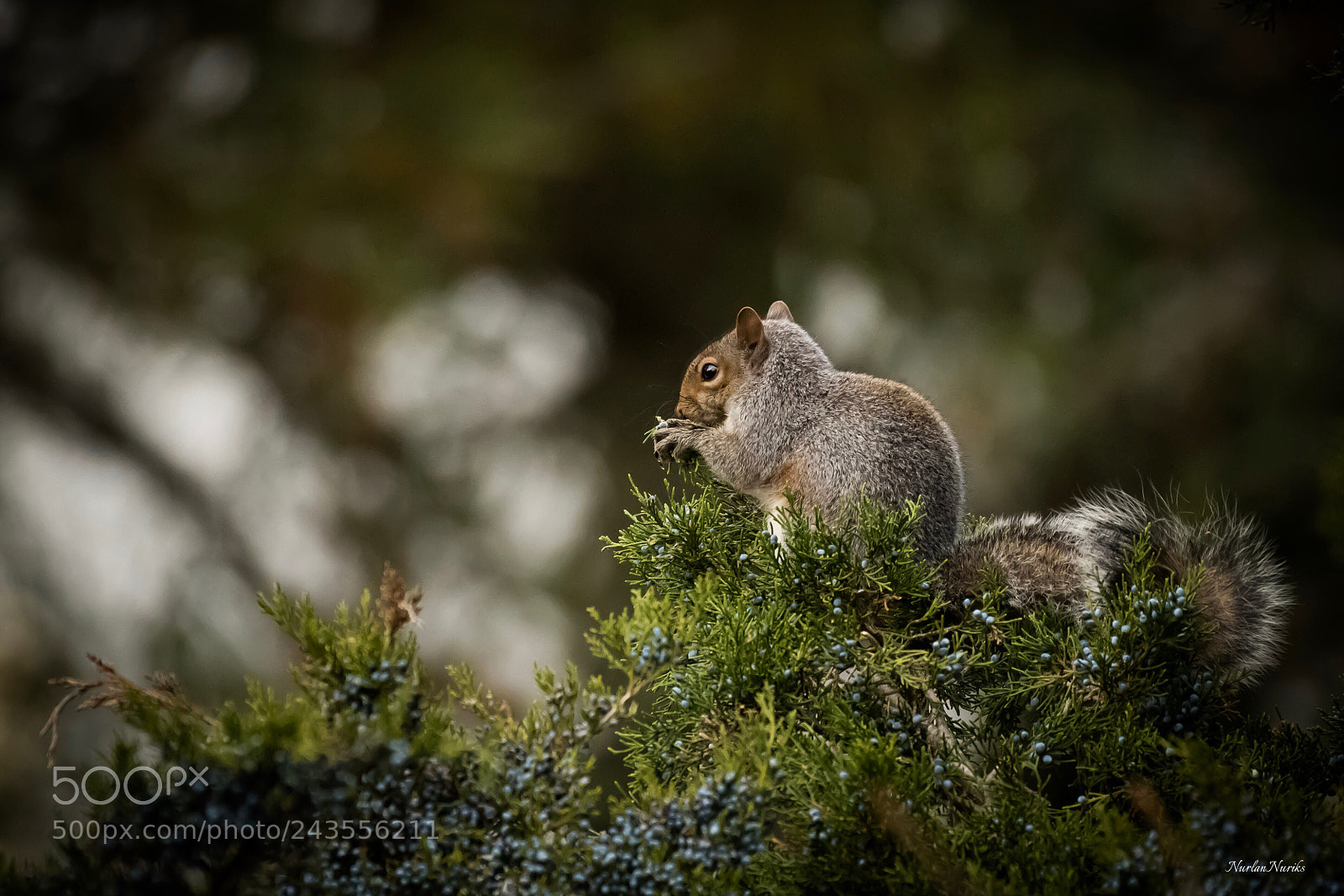 Nikon D500 sample photo. Squirrel eats juniper berries photography