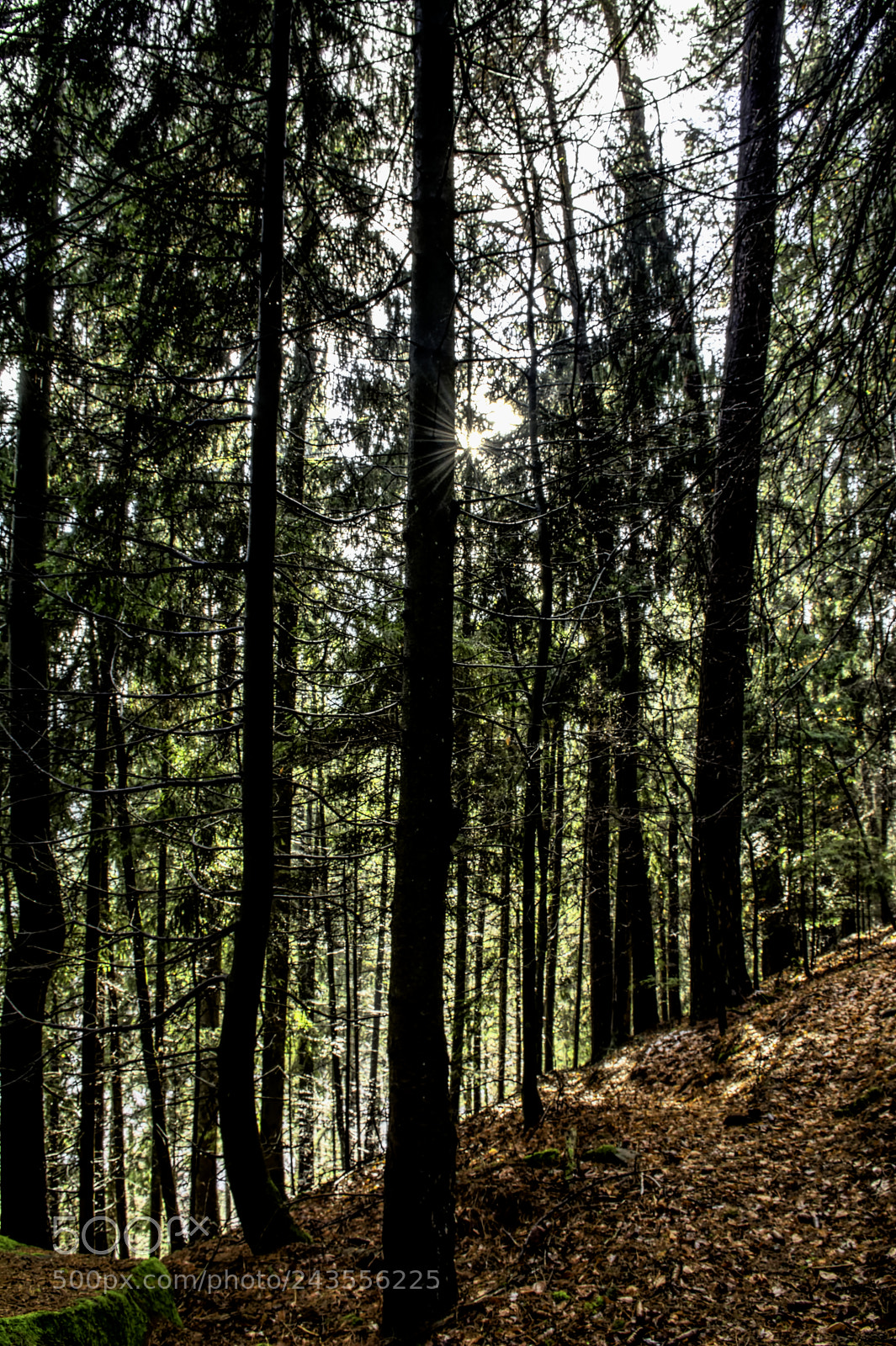 Nikon D7100 sample photo. Forest27 photography