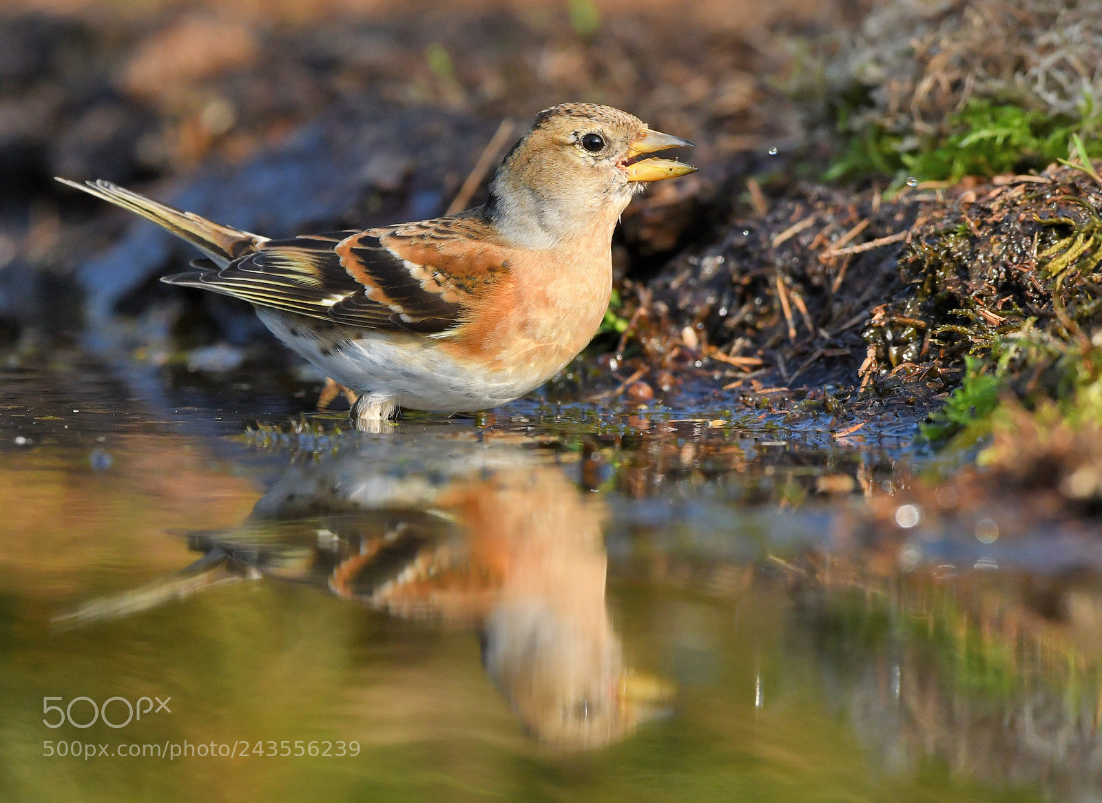 Nikon D500 + Nikon AF-S Nikkor 500mm F4G ED VR sample photo. Keep photography