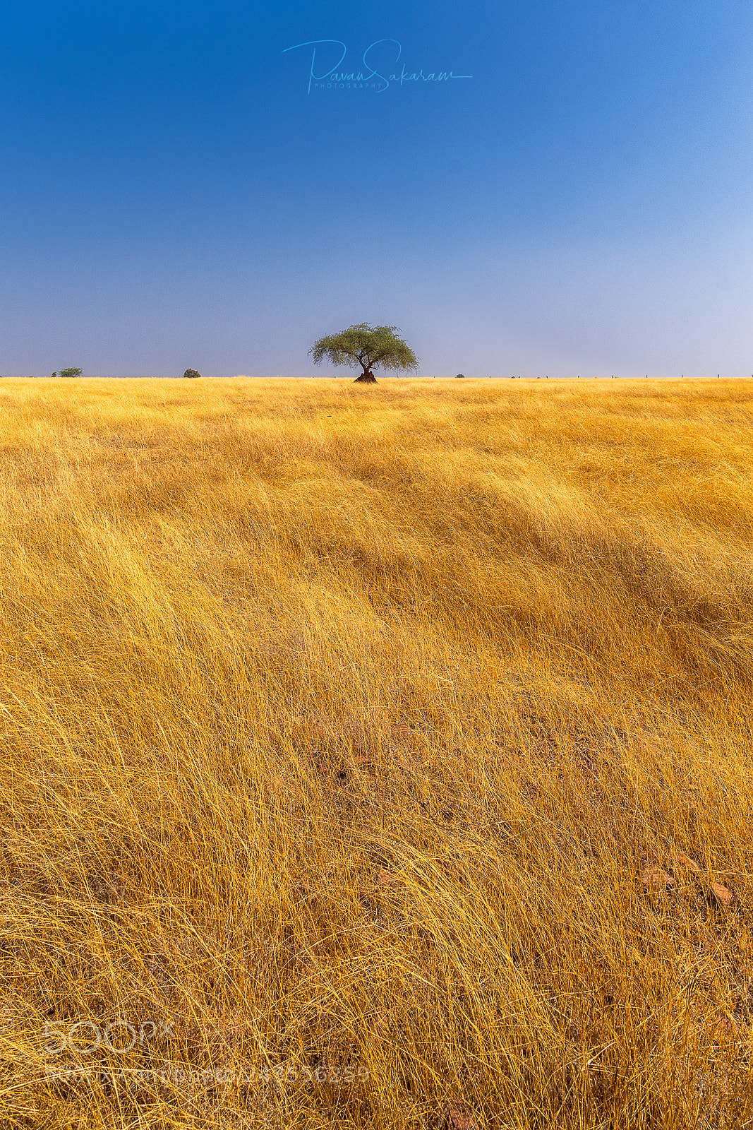 Sony a7R II sample photo. Golden grass photography