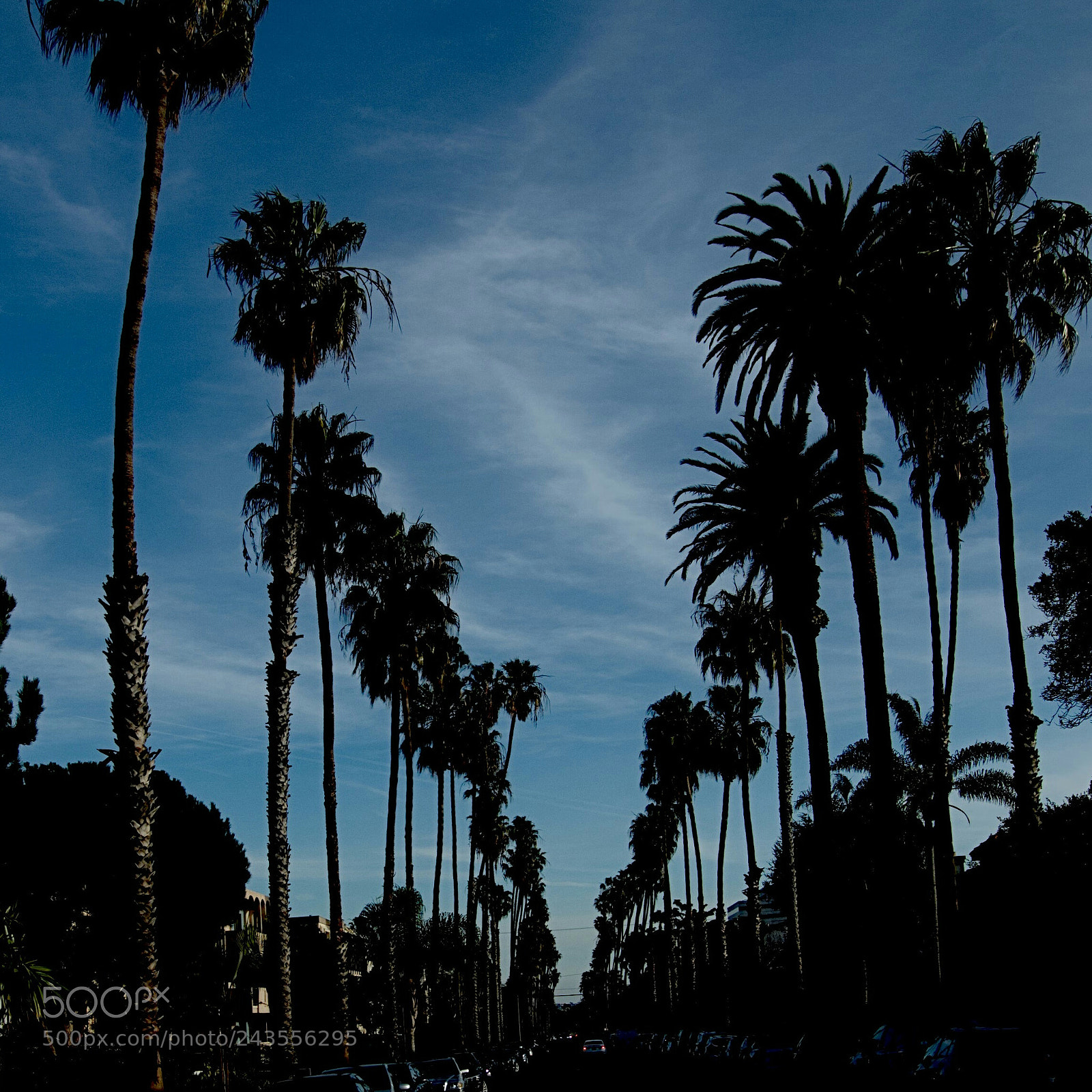 Sony Cyber-shot DSC-RX100 III sample photo. Night palms photography
