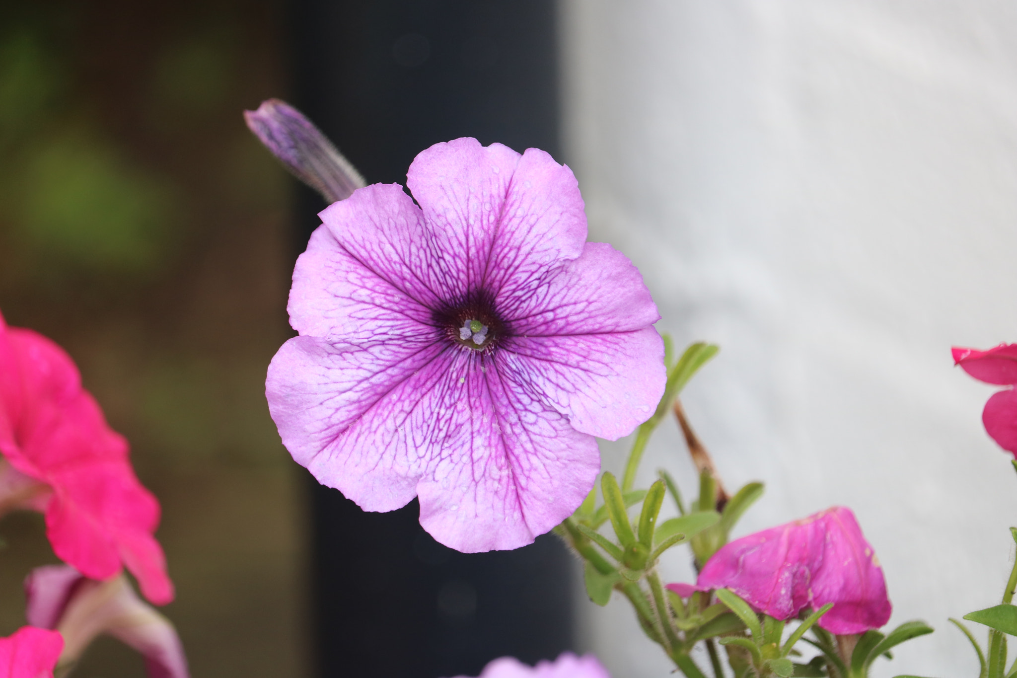 Canon EF-S 55-250mm F4-5.6 IS STM sample photo. Img photography