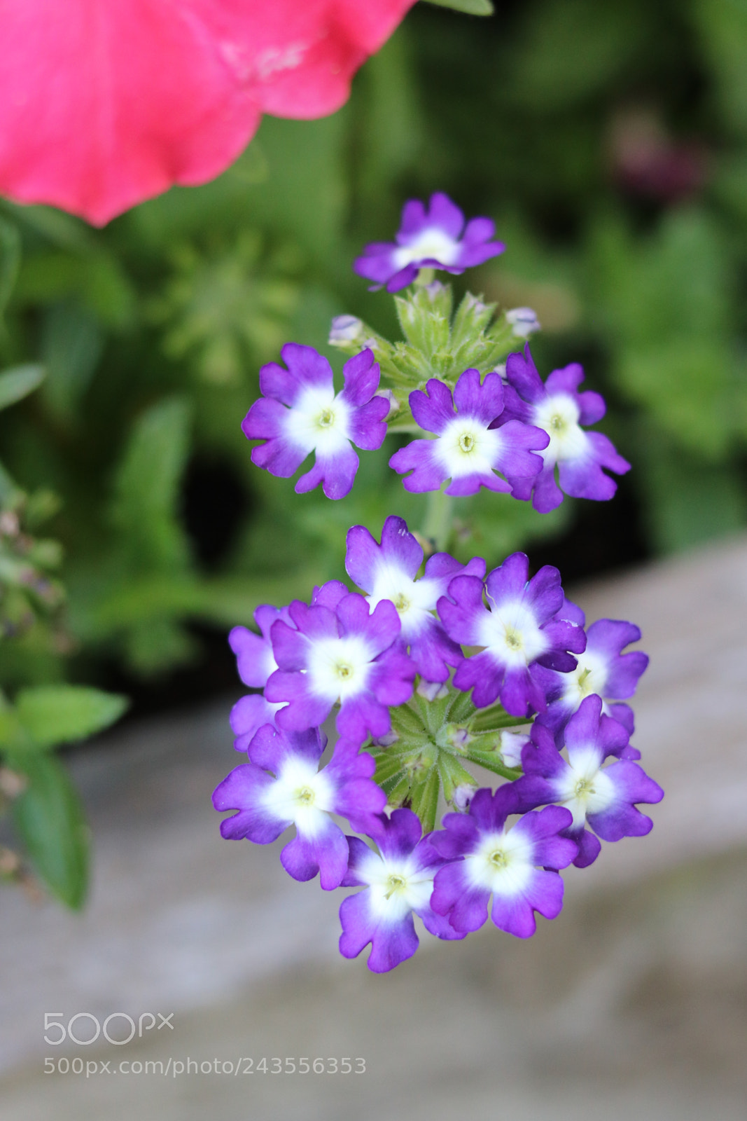 Canon EOS 750D (EOS Rebel T6i / EOS Kiss X8i) + Canon EF 50mm F1.8 STM sample photo. Purple flowers in summer photography