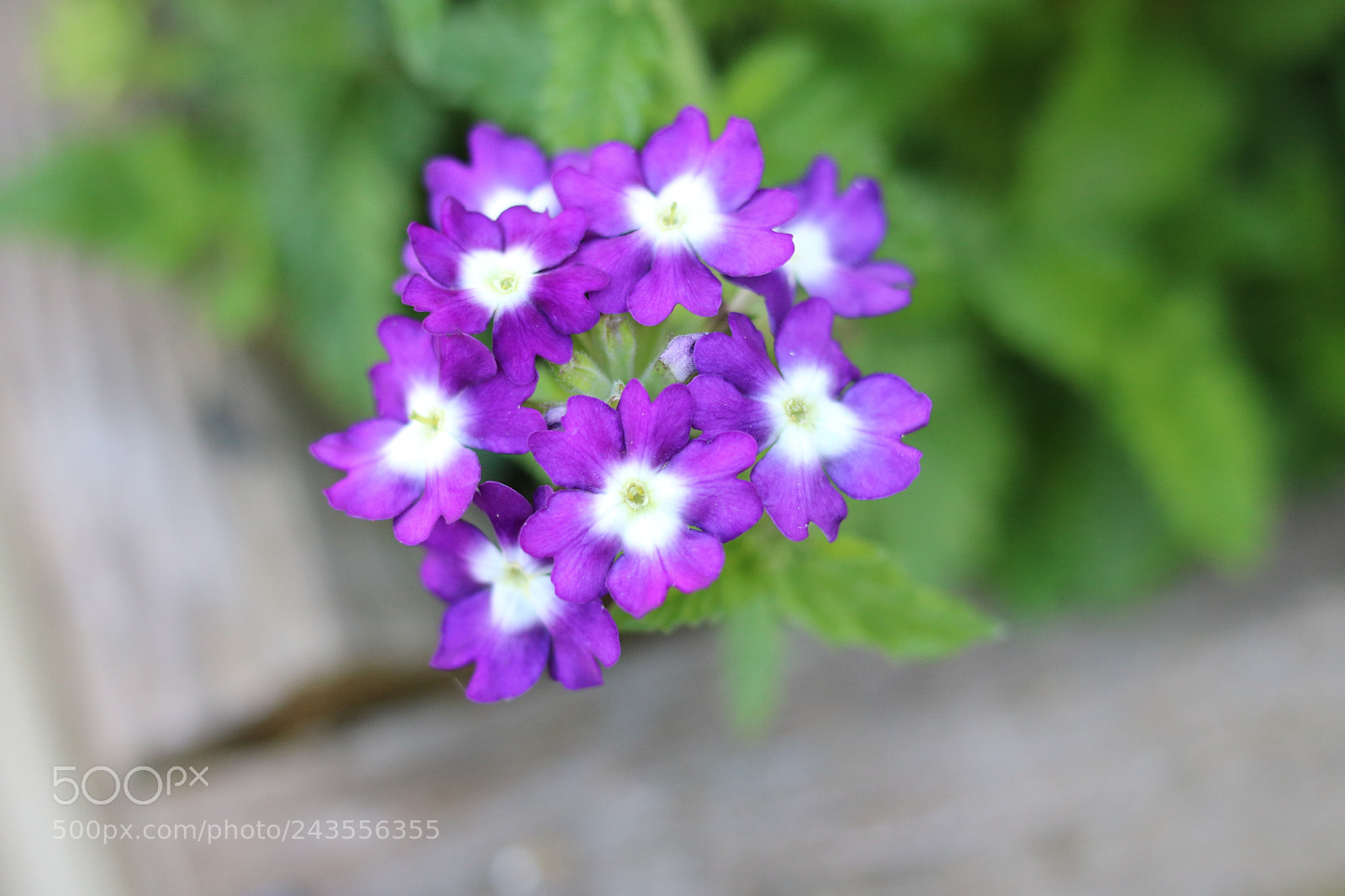 Canon EOS 750D (EOS Rebel T6i / EOS Kiss X8i) + Canon EF 50mm F1.8 STM sample photo. Purple ladies in summer photography
