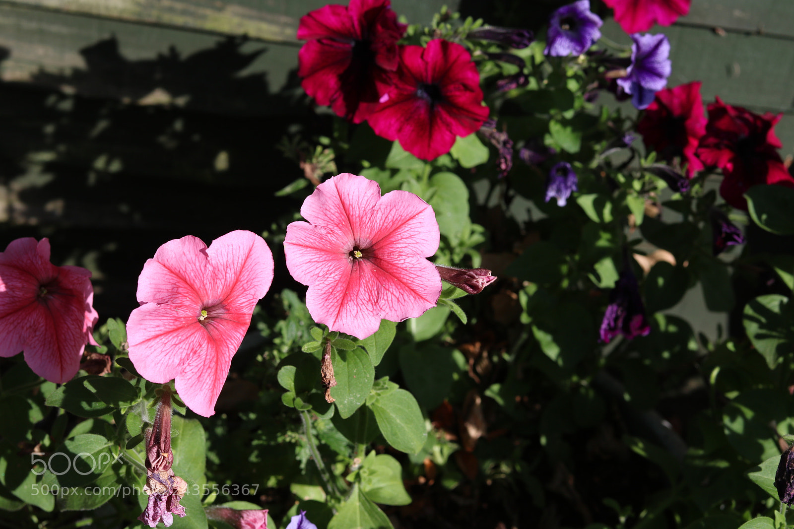 Canon EOS 750D (EOS Rebel T6i / EOS Kiss X8i) + Canon EF 50mm F1.8 STM sample photo. Pink and red flowers photography