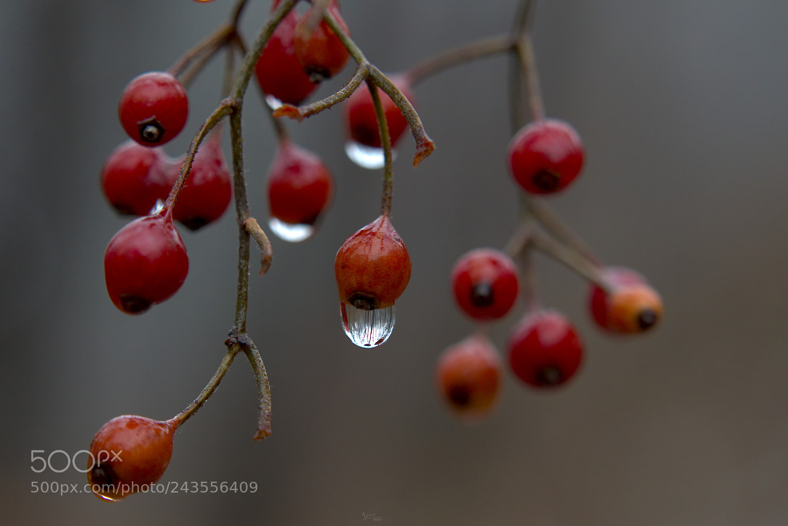 Canon EOS M5 sample photo. Dew drops on some photography