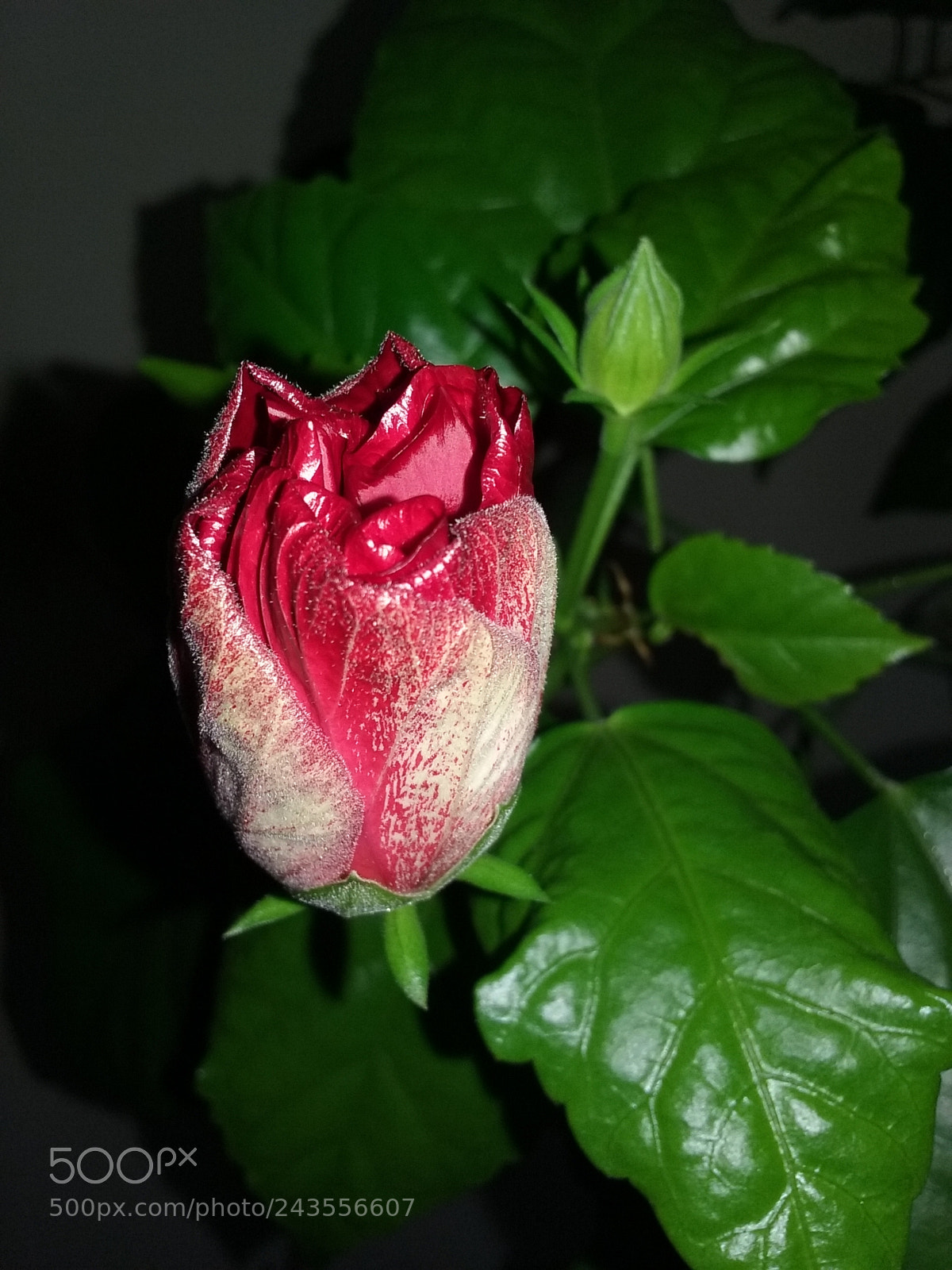 Samsung Galaxy Core Prime sample photo. Beautiful rose photography