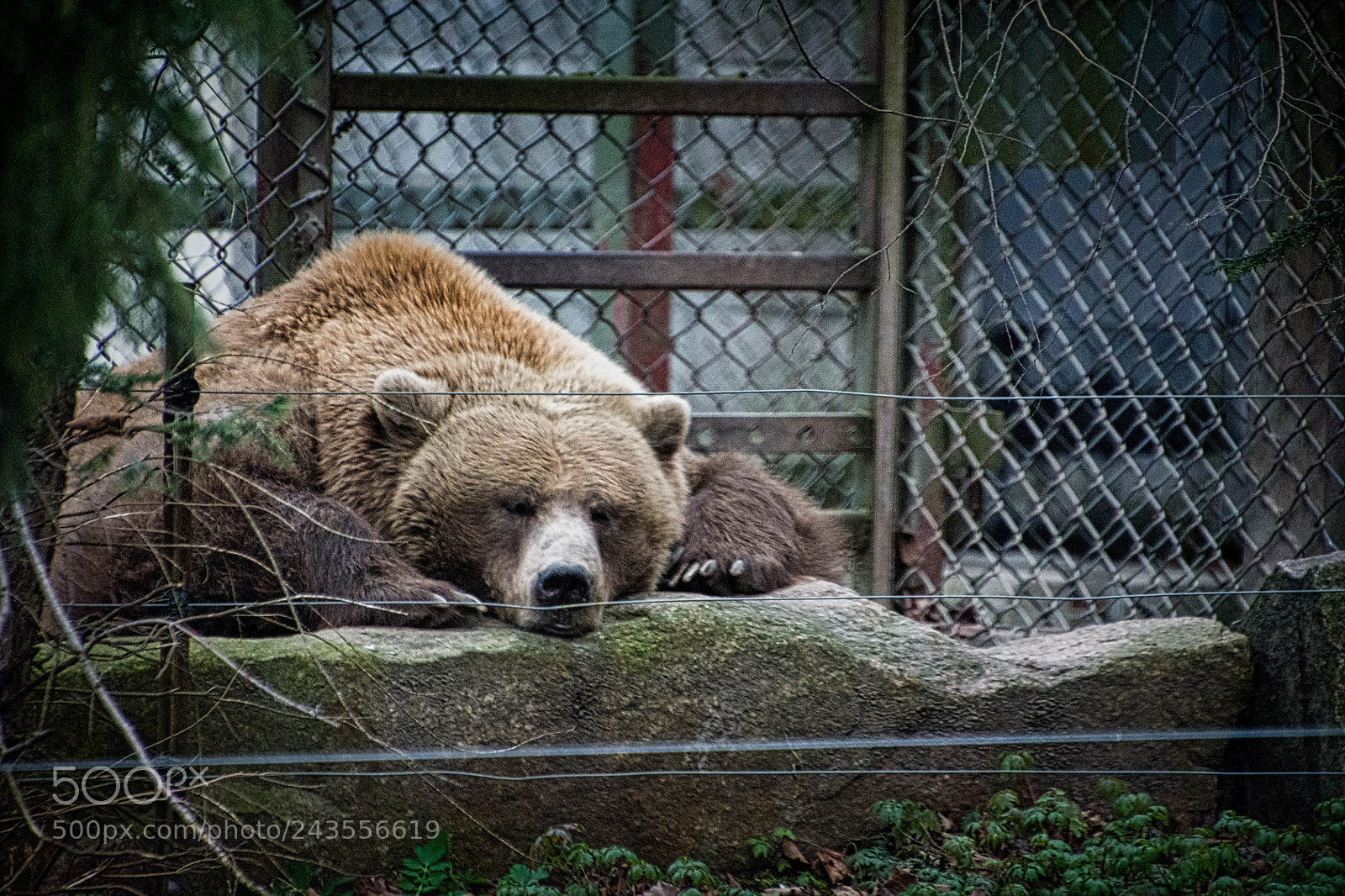 Nikon D7200 sample photo. Tuckered out @torontozoo luminar2018 photography