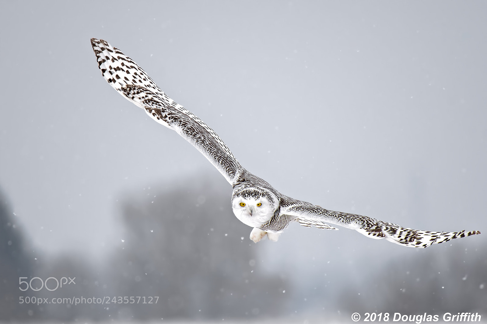 Nikon D500 sample photo. Female snowy owl bubo photography
