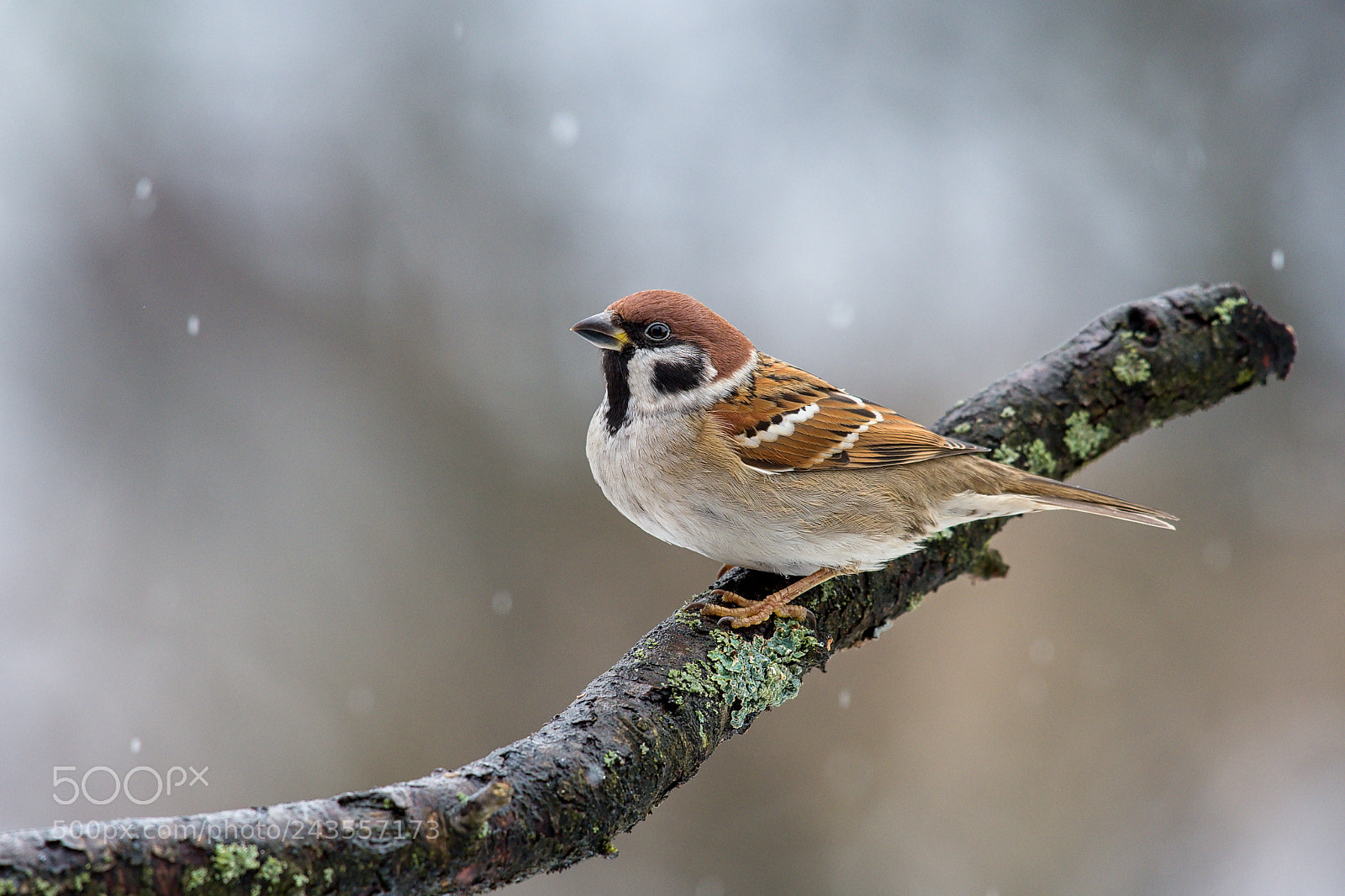 Nikon D500 sample photo. Sparrow photography