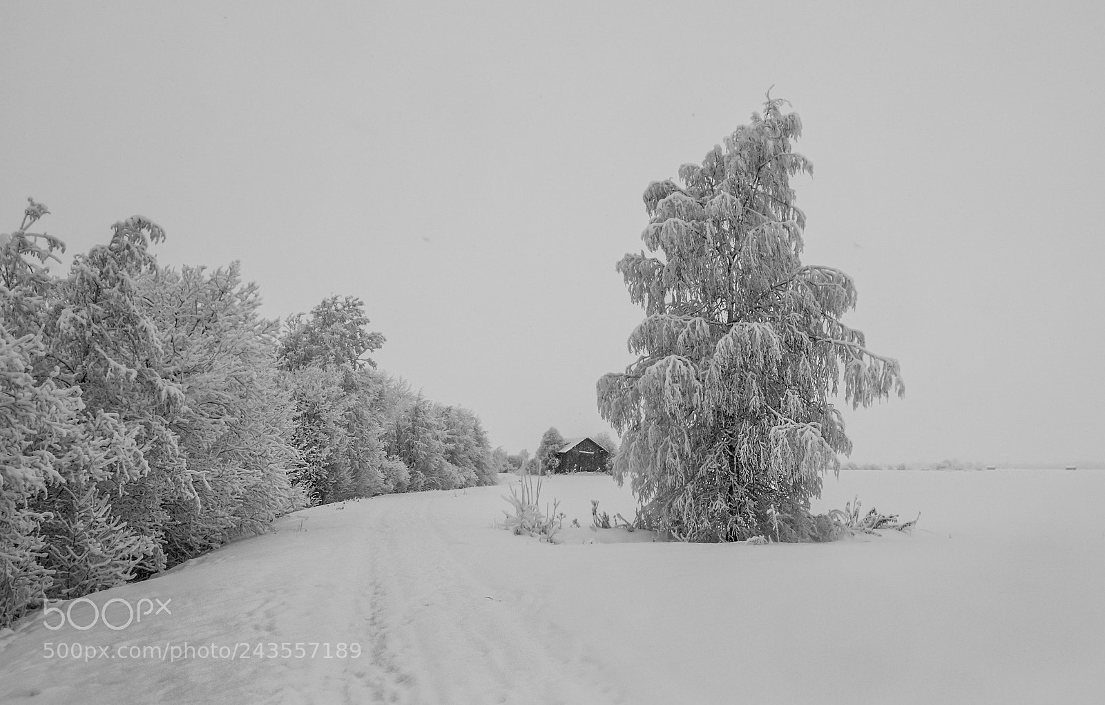 Olympus OM-D E-M1 Mark II sample photo. Winter day photography