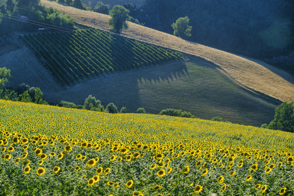 Landscape between Imola and Riolo Terme (Emilia Romagna) by Claudio G. Colombo on 500px.com