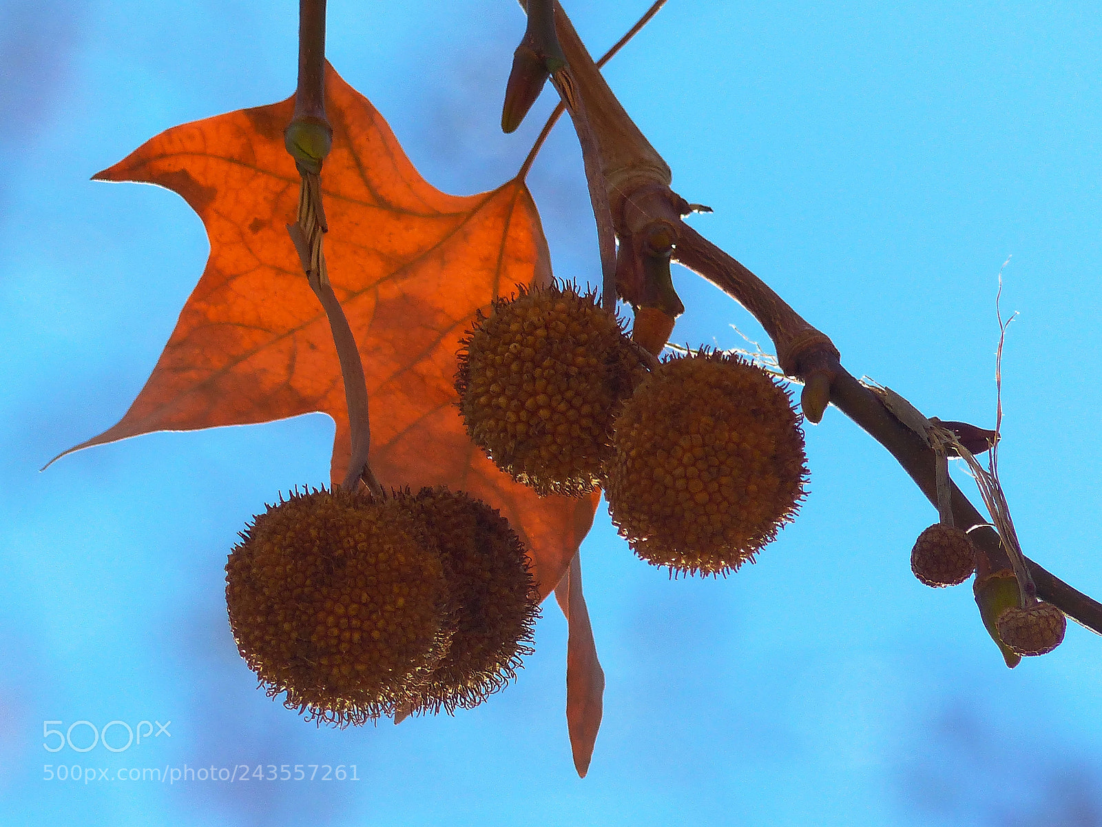 Panasonic Lumix DMC-FZ200 sample photo. Leave and balls photography