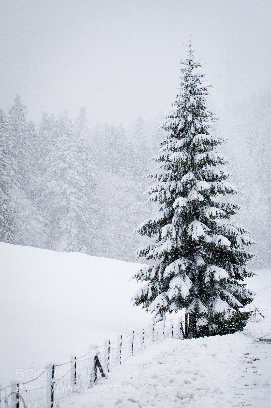 Canon EOS 30D sample photo. Fir photography