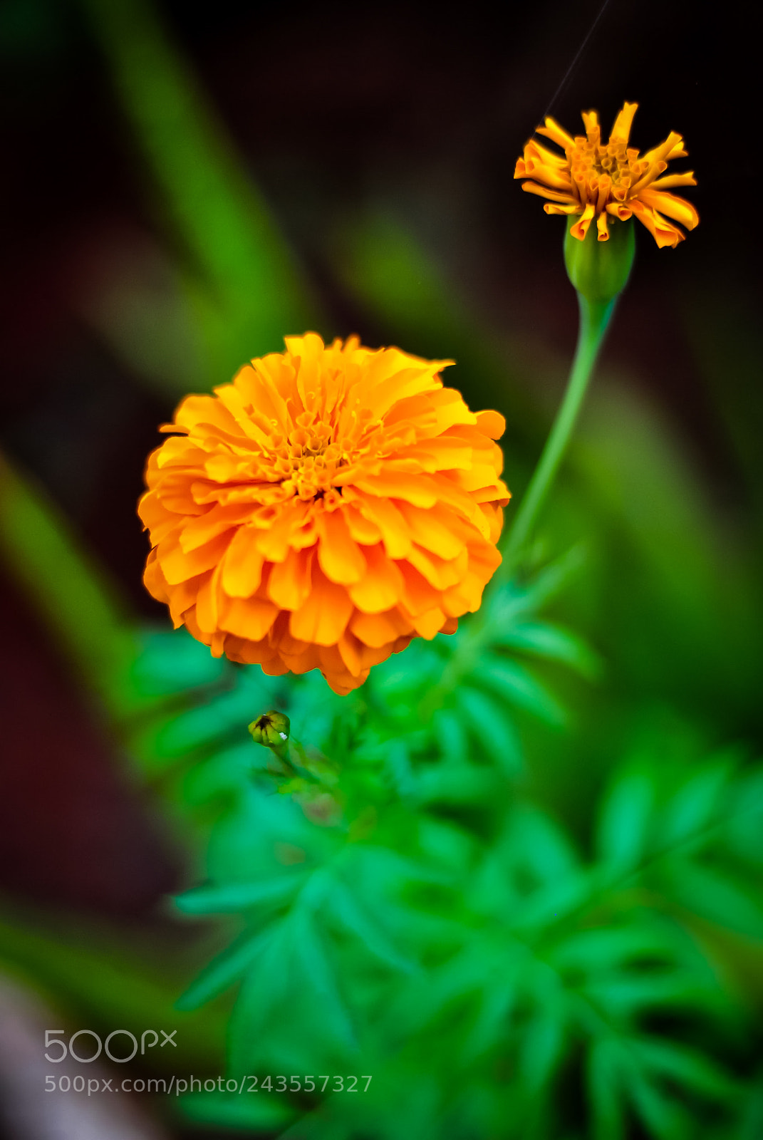Nikon D3000 sample photo. Untitled photography