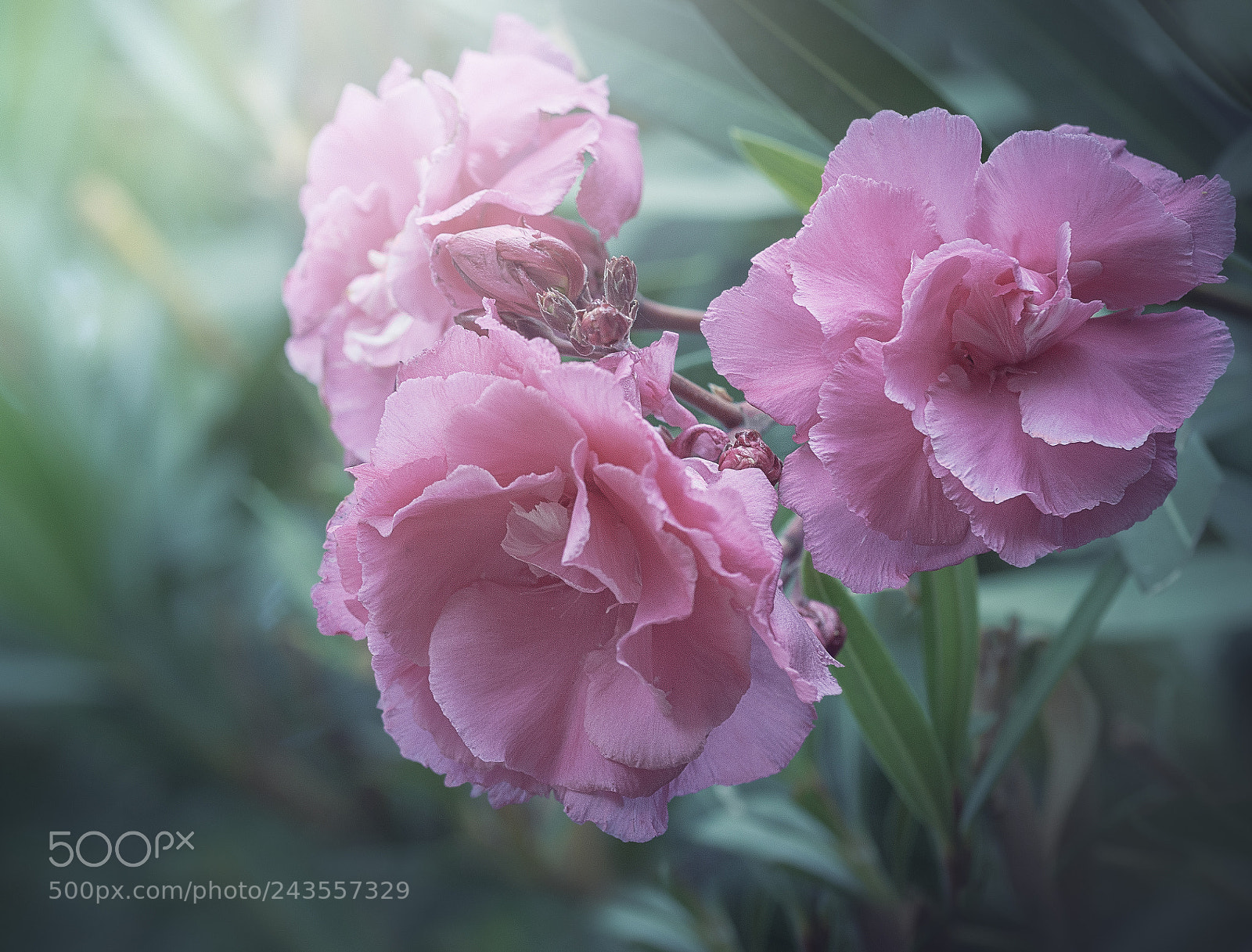 Nikon D3200 sample photo. Pink nerium oleander photography