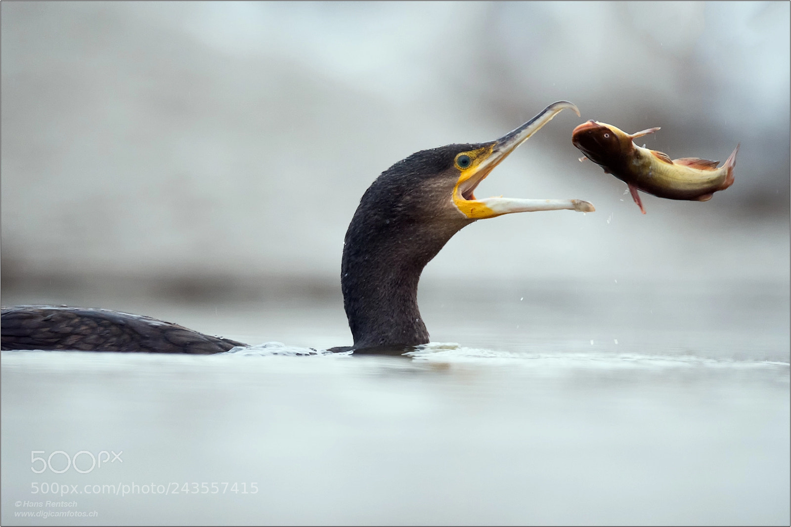 Nikon D5 sample photo. Great cormorant photography