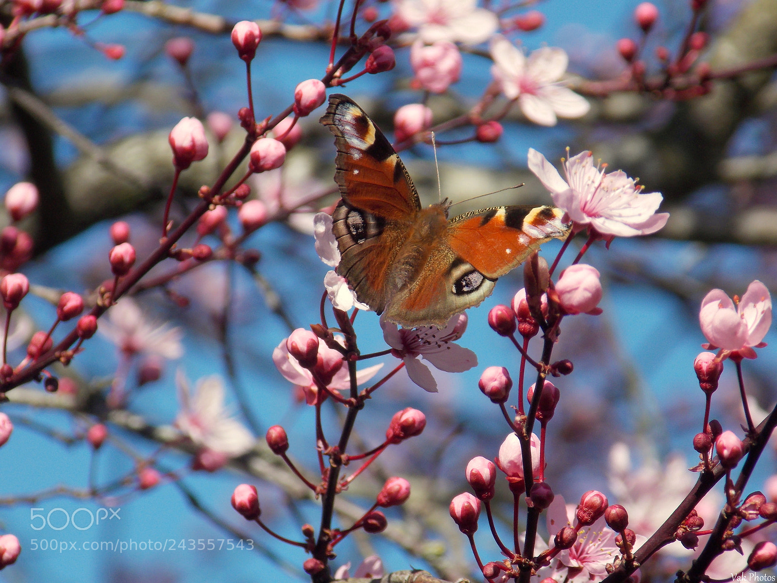 Nikon Coolpix L810 sample photo. Butterfly photography