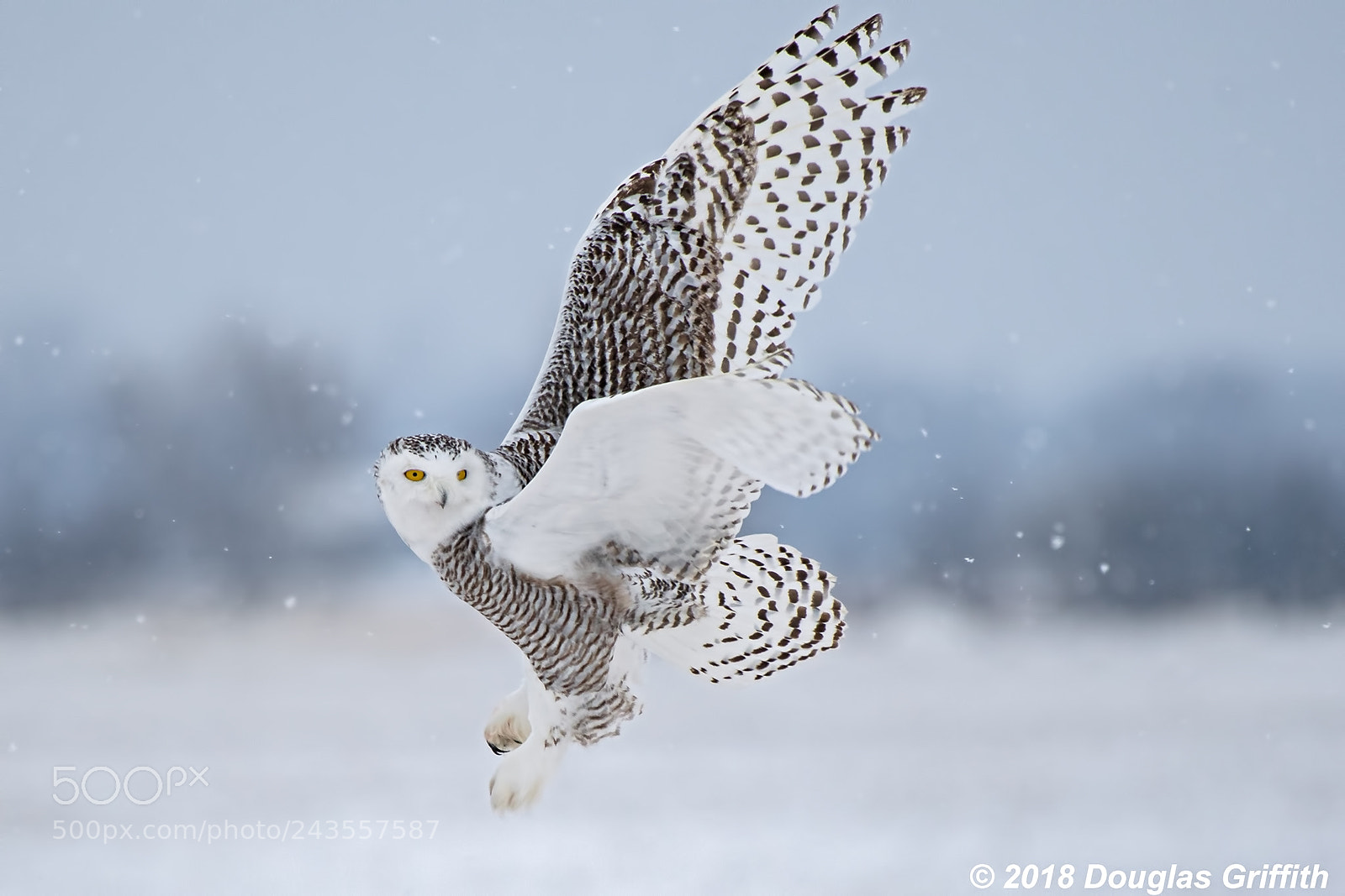 Nikon D500 sample photo. Female snowy owl bubo photography