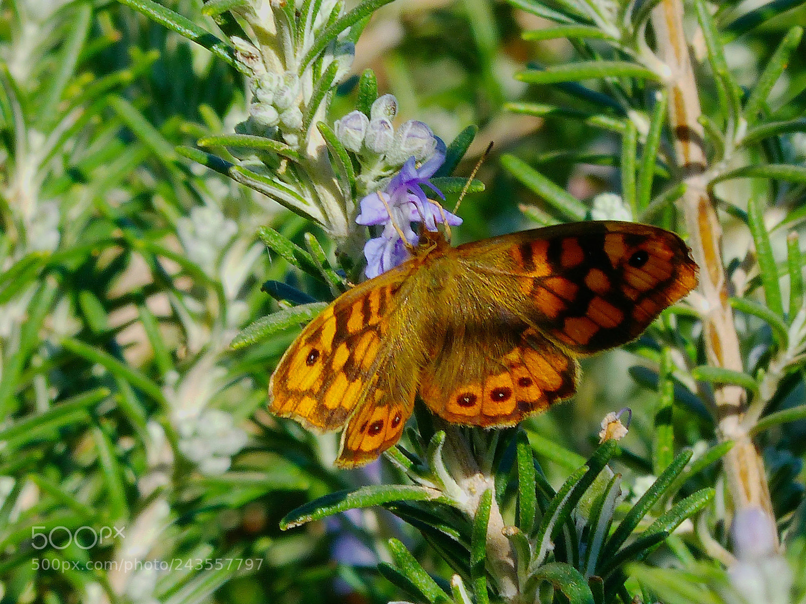 Panasonic Lumix DMC-FZ200 sample photo. Margenera comuna photography