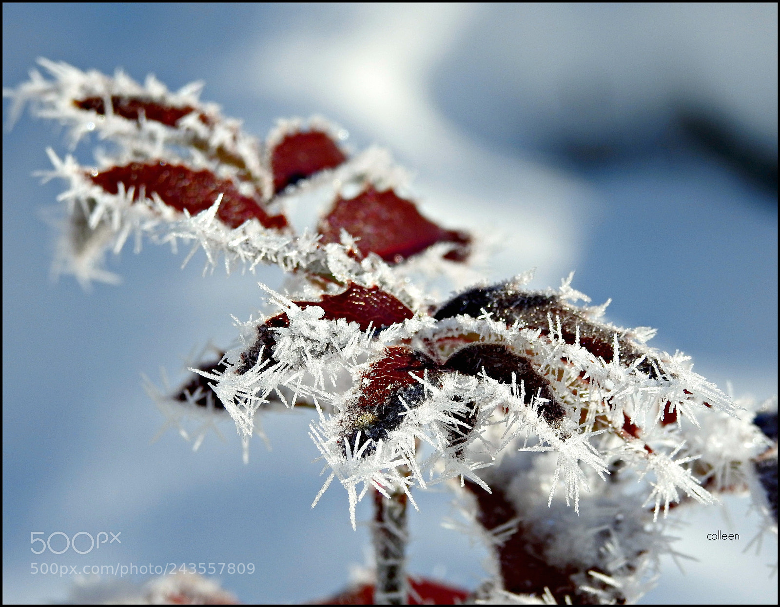 Nikon Coolpix P900 sample photo. Winter crystals!! photography