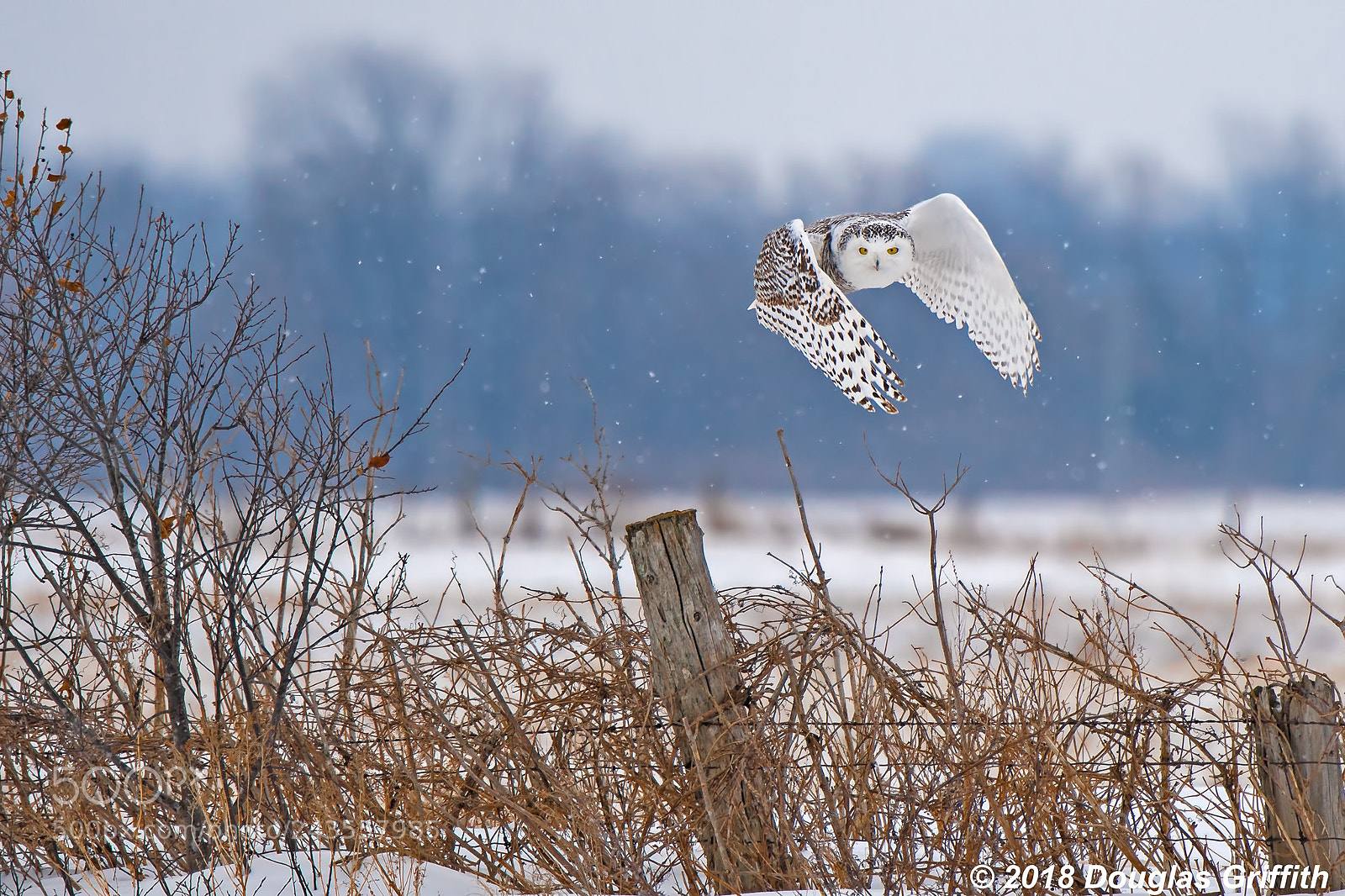 Nikon D500 sample photo. Female snowy owl bubo photography
